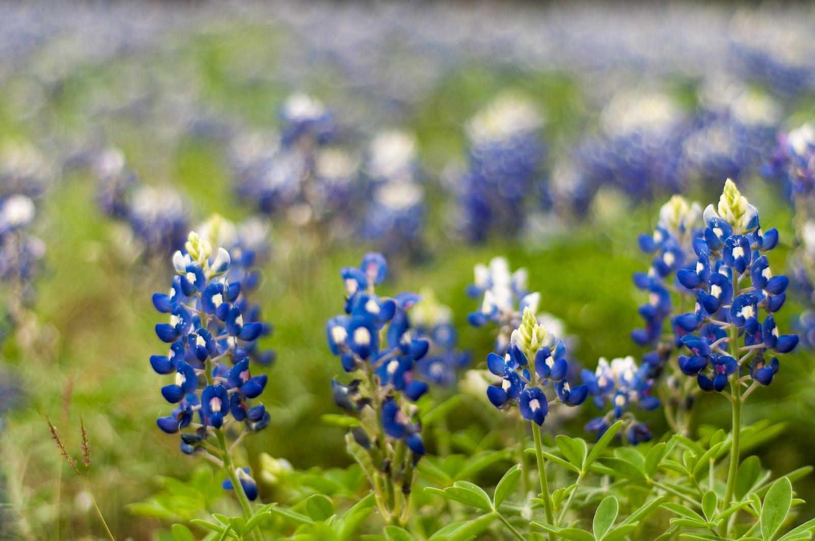 Bluebonnet flowers as seen in a meadow during the day time