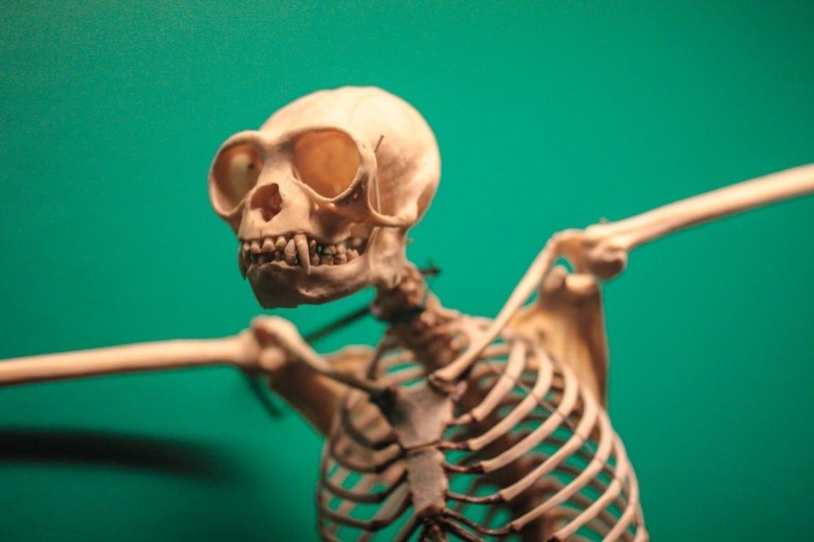 A skeleton for demonstrations on human anatomy in middle school