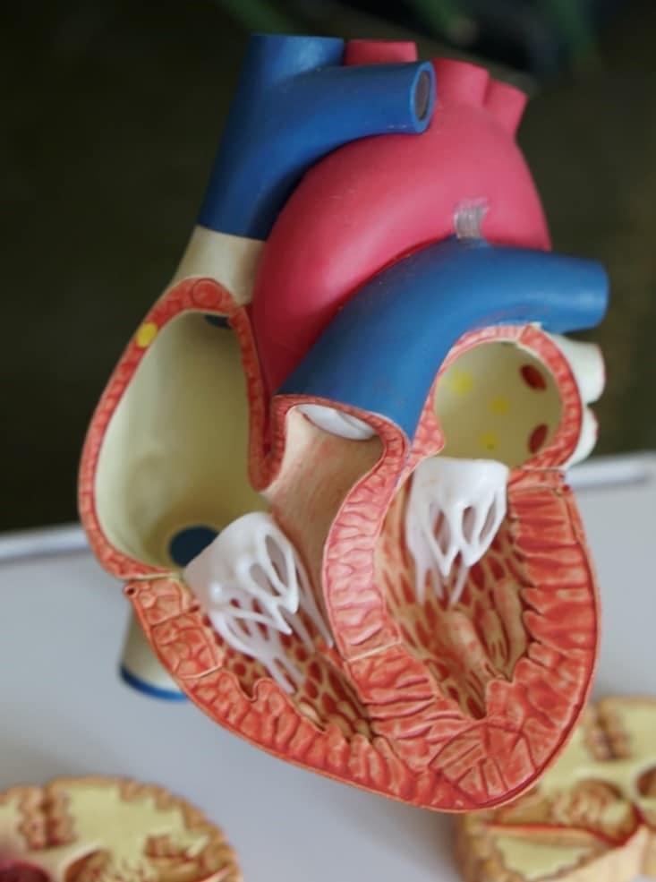 A detailed 3D heart model for middle school biology lessons