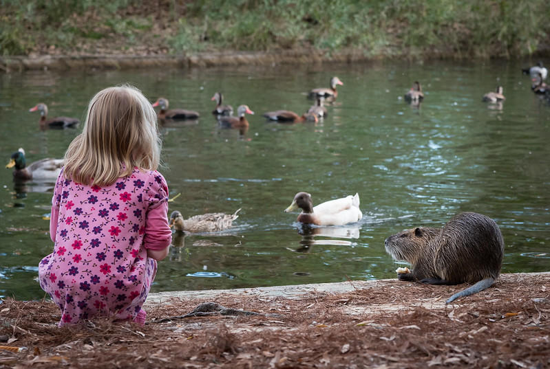 A young girl feeds the animals.