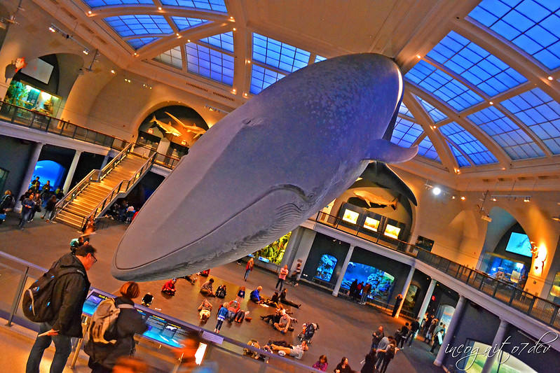 A blue whale in the American Museum of Natural History