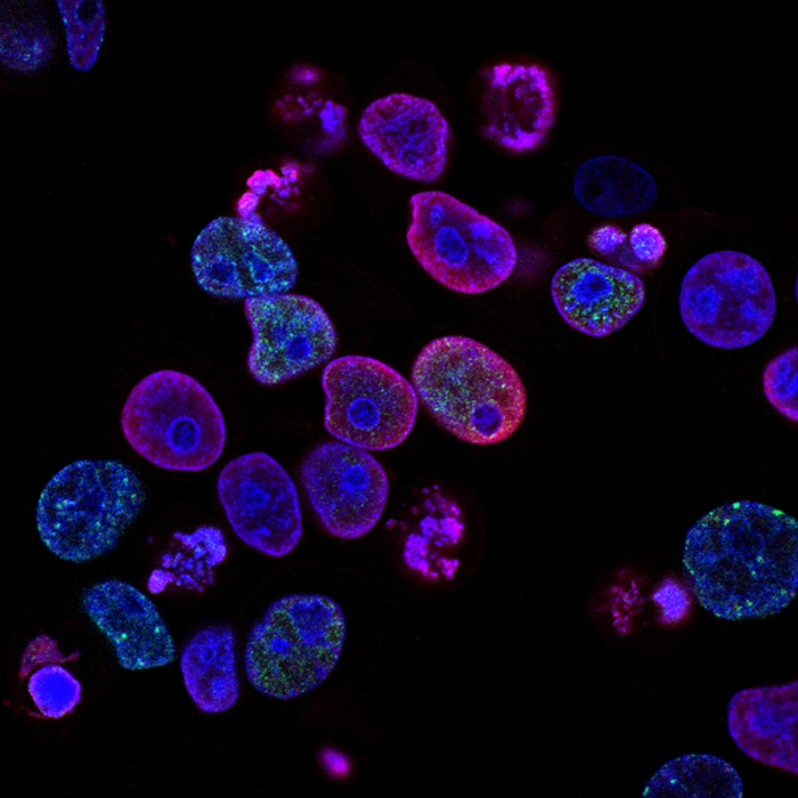 cells, biology, microscope