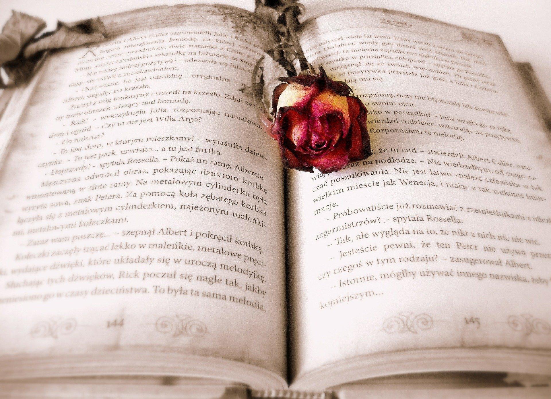 An open paperback Polish book with a rose lying in between the pages and the pages showing fading signs. Modern literature courses in college can be based on English works or International ones, translated for your convenience