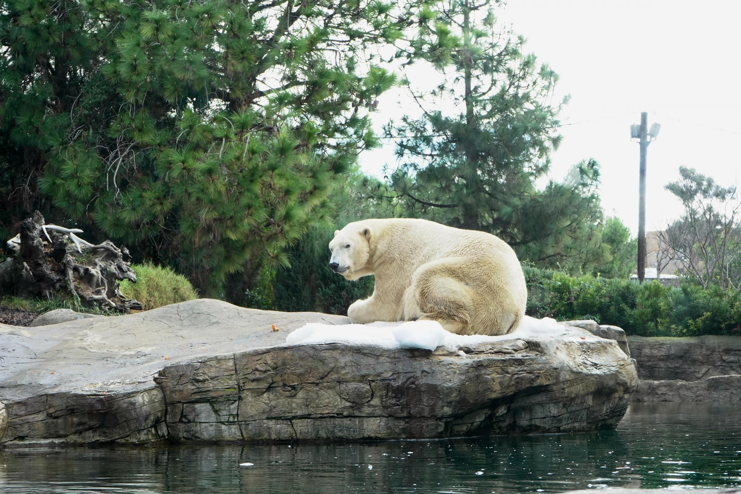 polar bear, nature, wildlife, biology