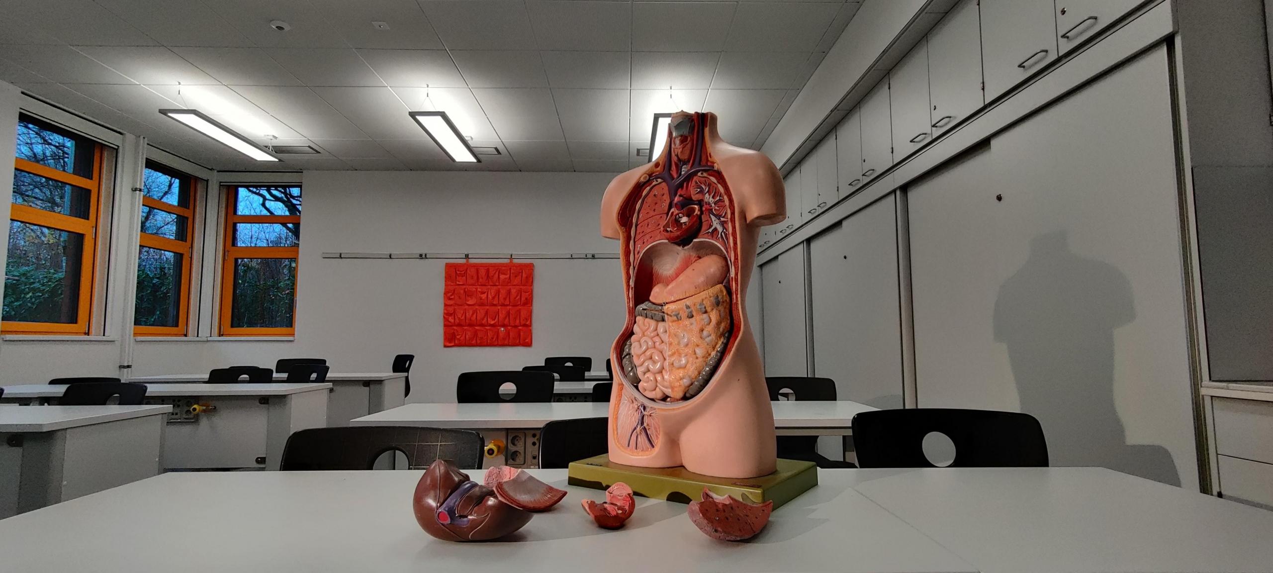 biology, class, science, anatomy