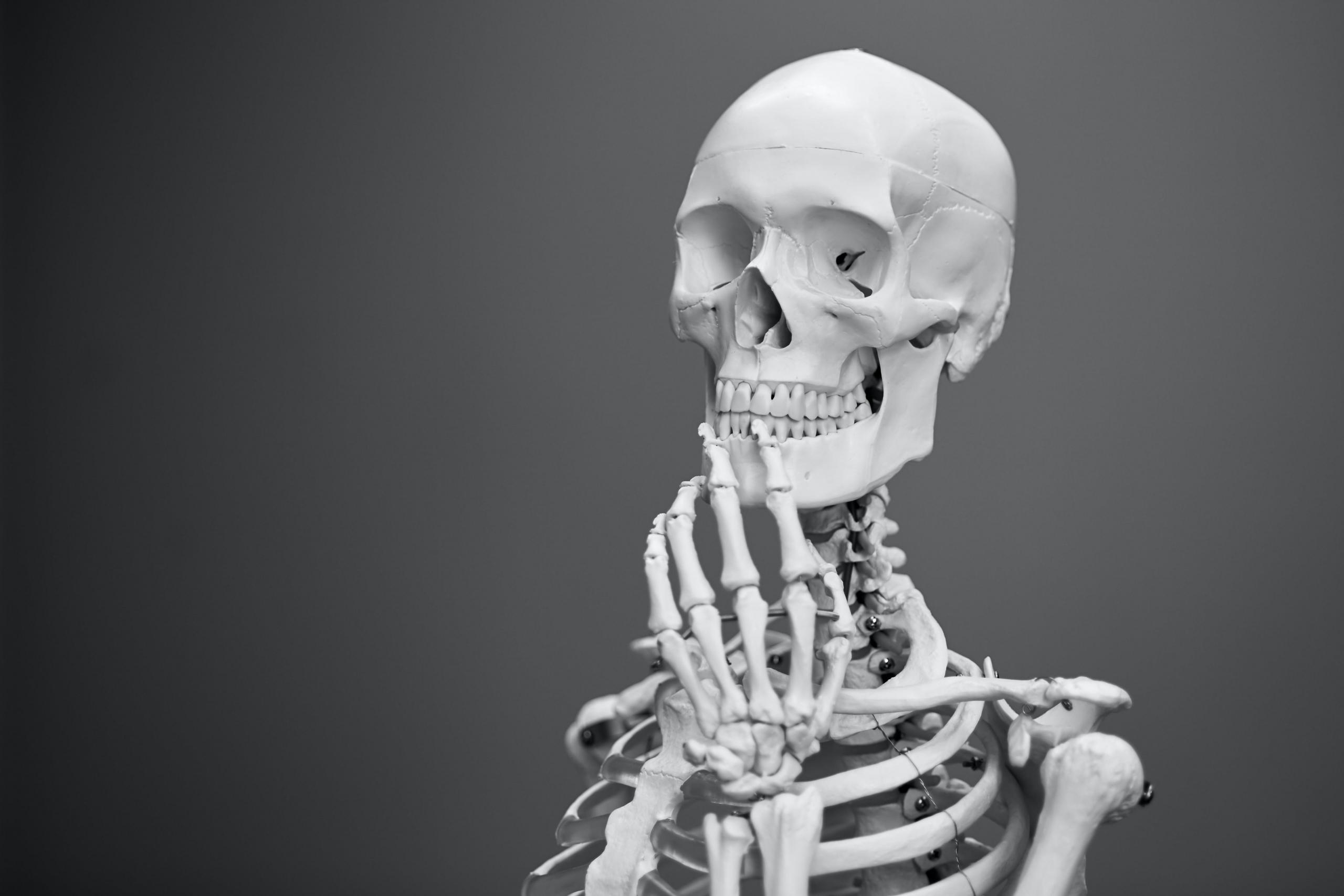 skull, biology, learn
