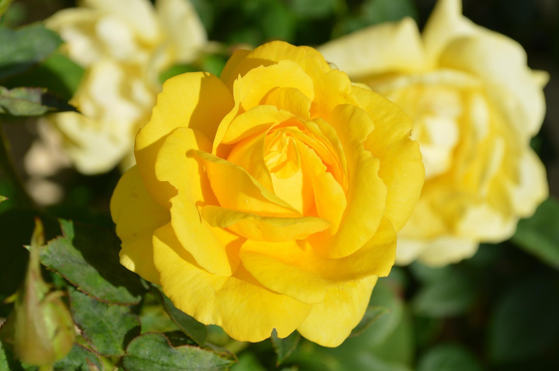 A yellow bush rose most commonly known as 'Absolutely Fabulous Rose' or 'Julia Child Rose.' The Yellow rose symbolizes hope, friendship, joy, and wisdom. Julia Child loved these roses and their sweet scent