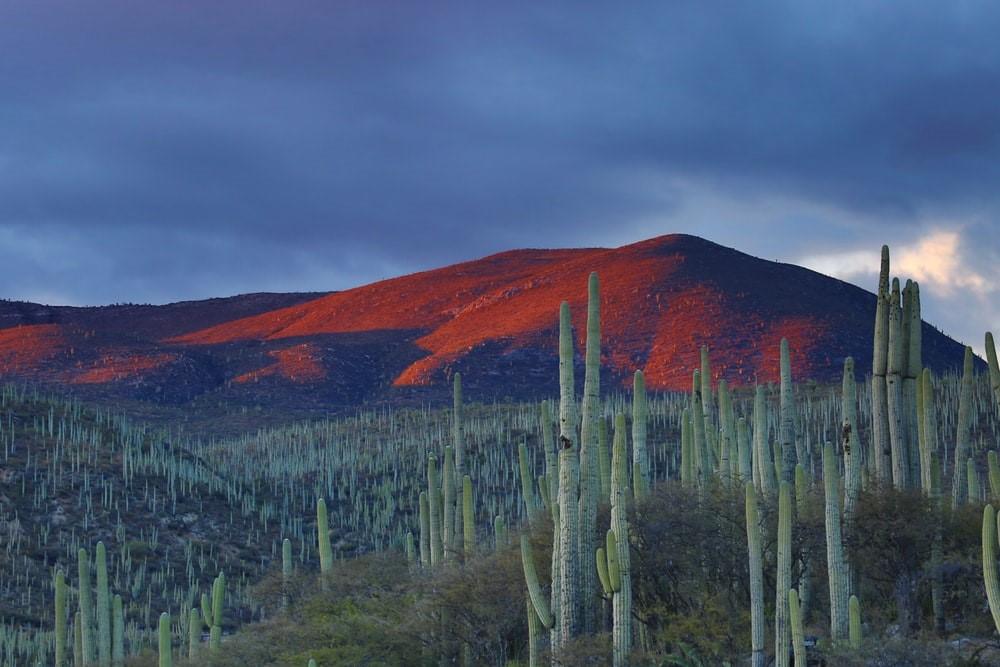 A field with large cactus plants and a brown hill during sunset. Mexican flora and fauna are distinct and regularly appear in postcards, souvenirs, and Mexican pop culture. Mexico is also a popular travel destination for this reason