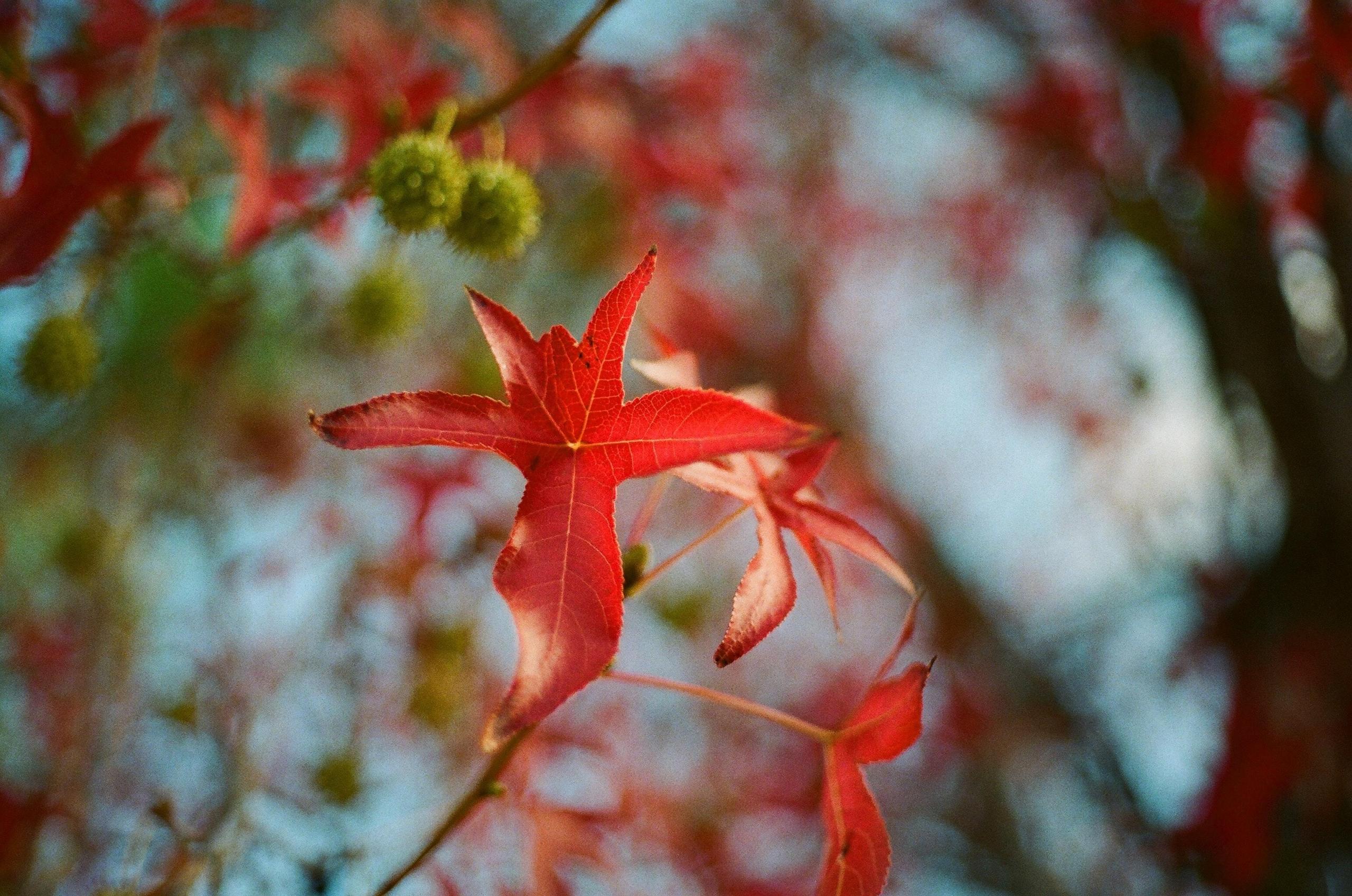 Xanthophyll emerges in autumn; each type of plant follows a specific sprouting schedule dictated by the chemical and biological laws that govern them. Studying chemistry will help you know about your surroundings and how and why they work