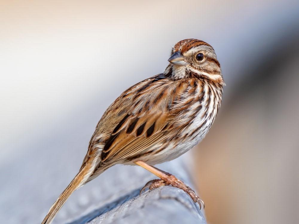 A close-up of a brown bird on a grey rock. Human beings aren't the only animals who can sing. Birds have a highly attuned sense of music and use melodies as mating calls. Hence, you won't find a bird using a voice training app!
