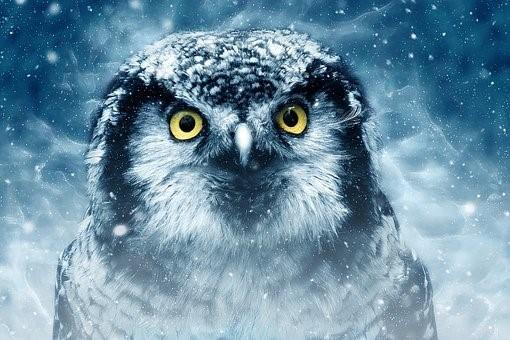 A painting of an owl