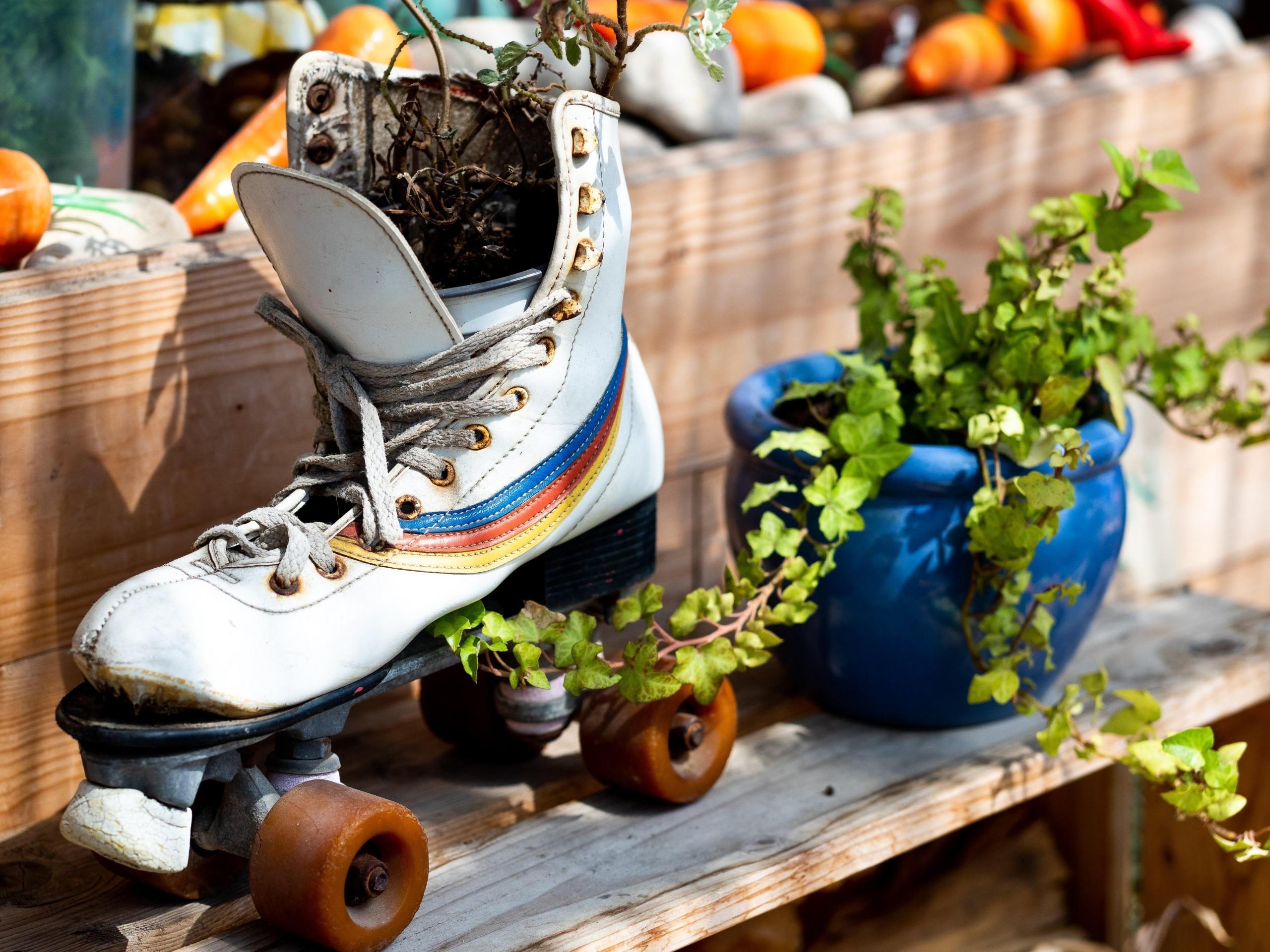 skates, plant, photo