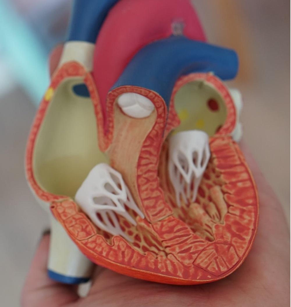 A colorful model of the human heart