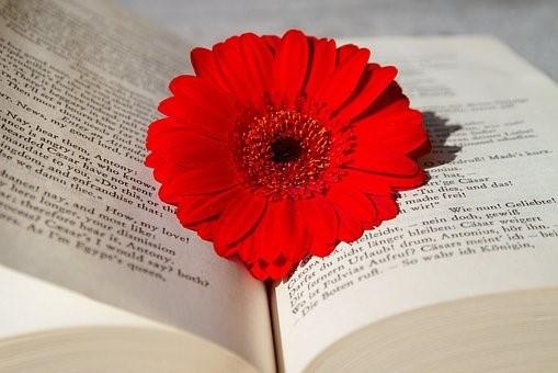 A flower placed inside a book
