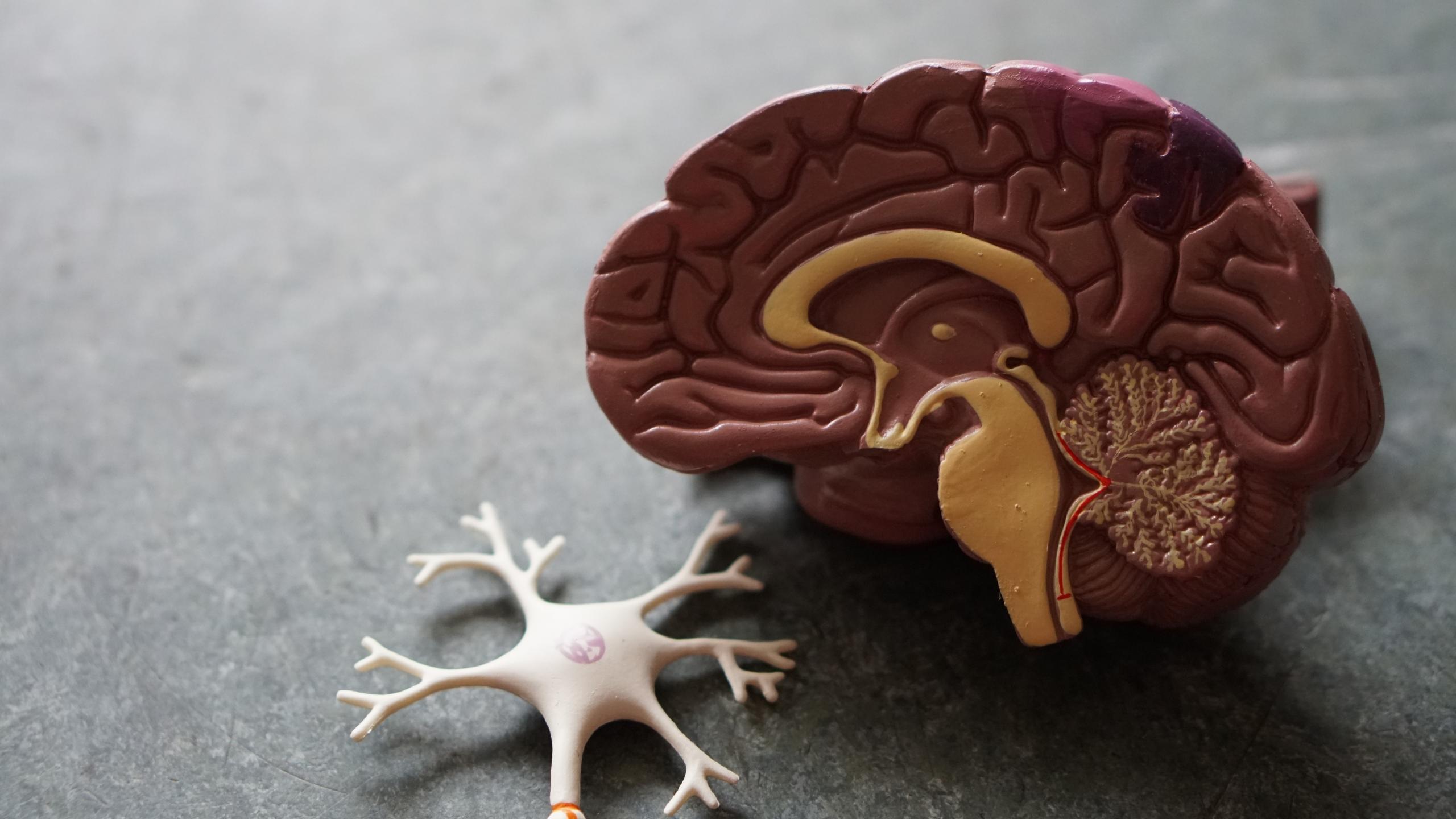 brain, anatomy, memory, health