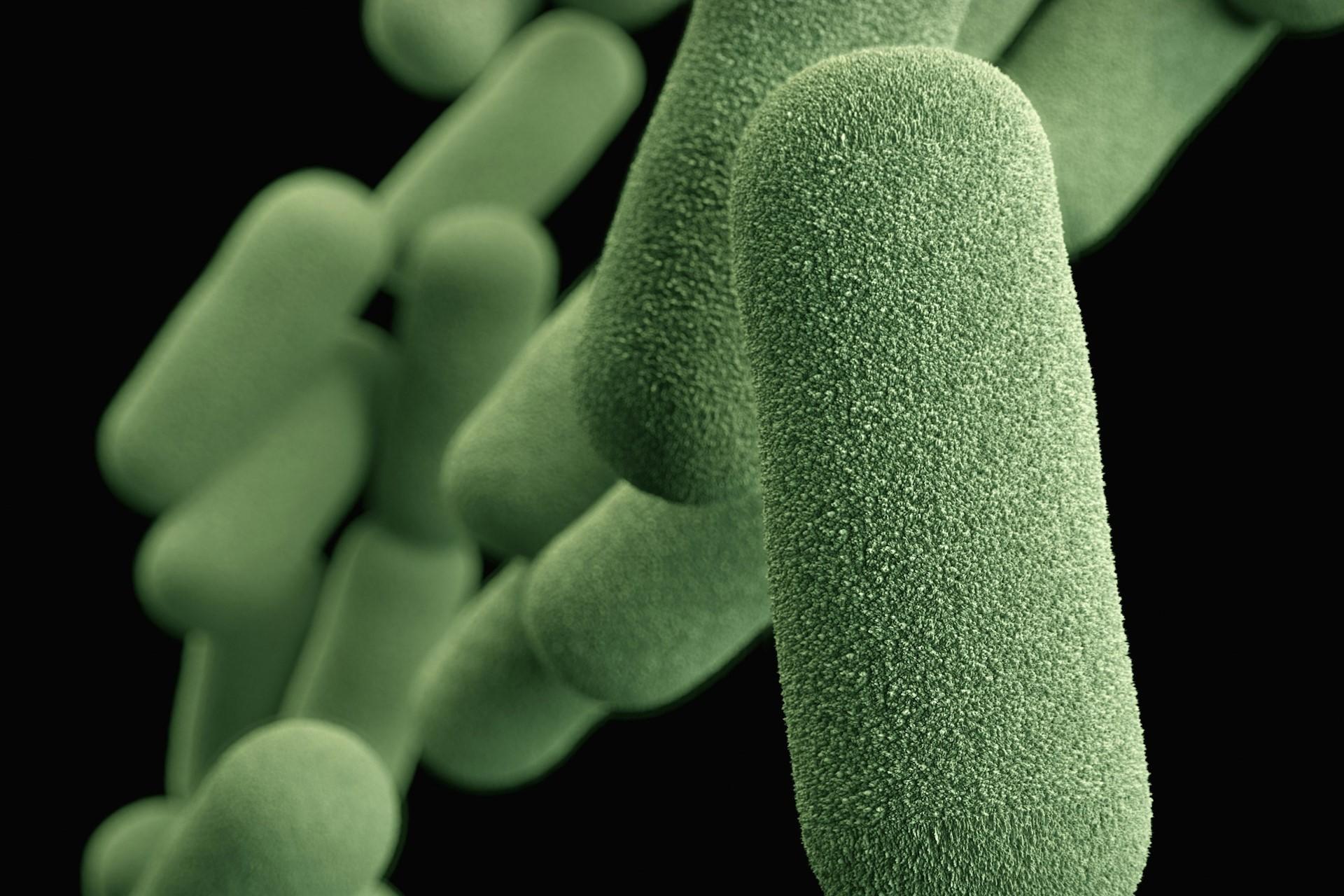 Haemophilus influenzae bacteria.