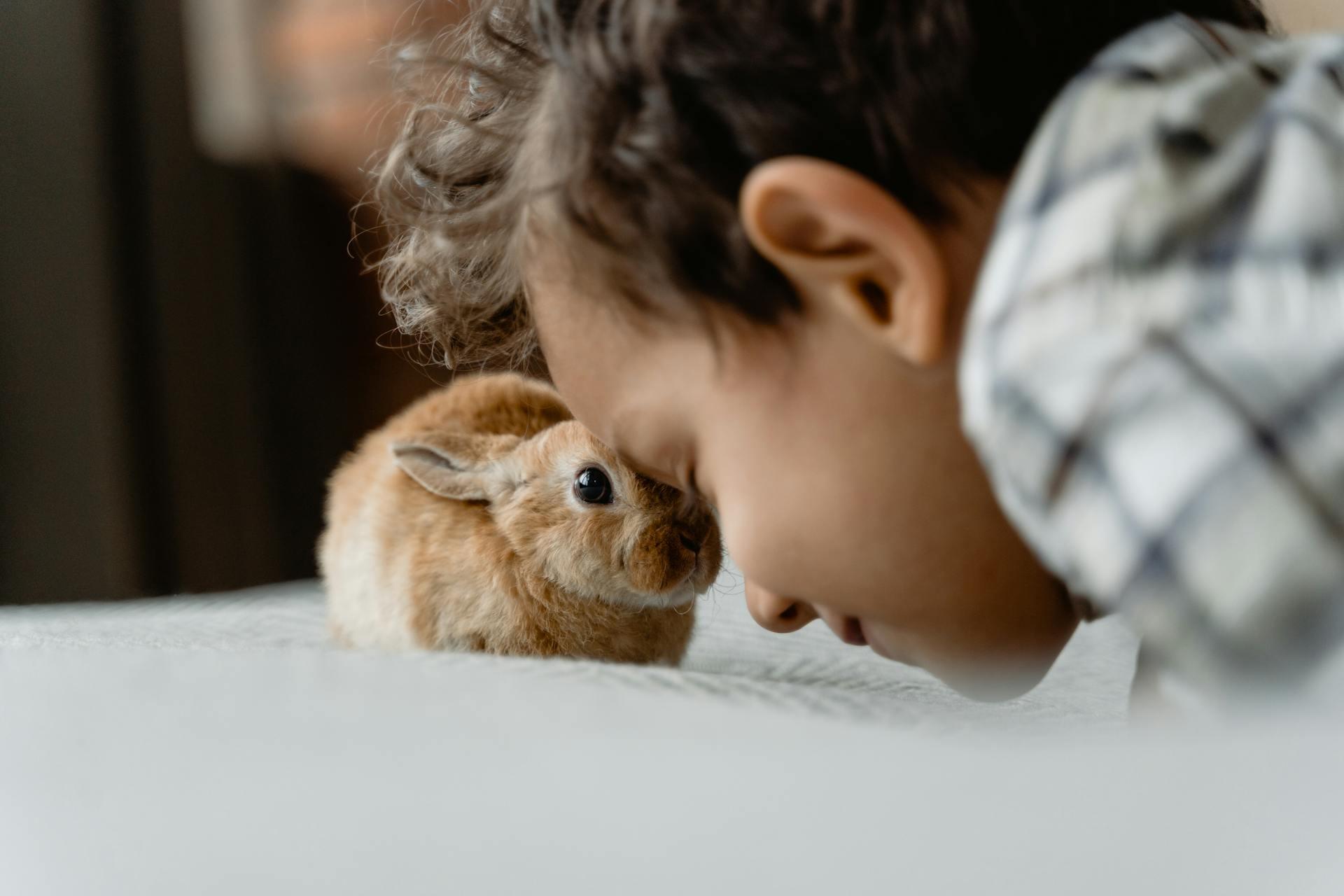 a young boy putting his forehead against a small rabbit's head in a gentle gesture