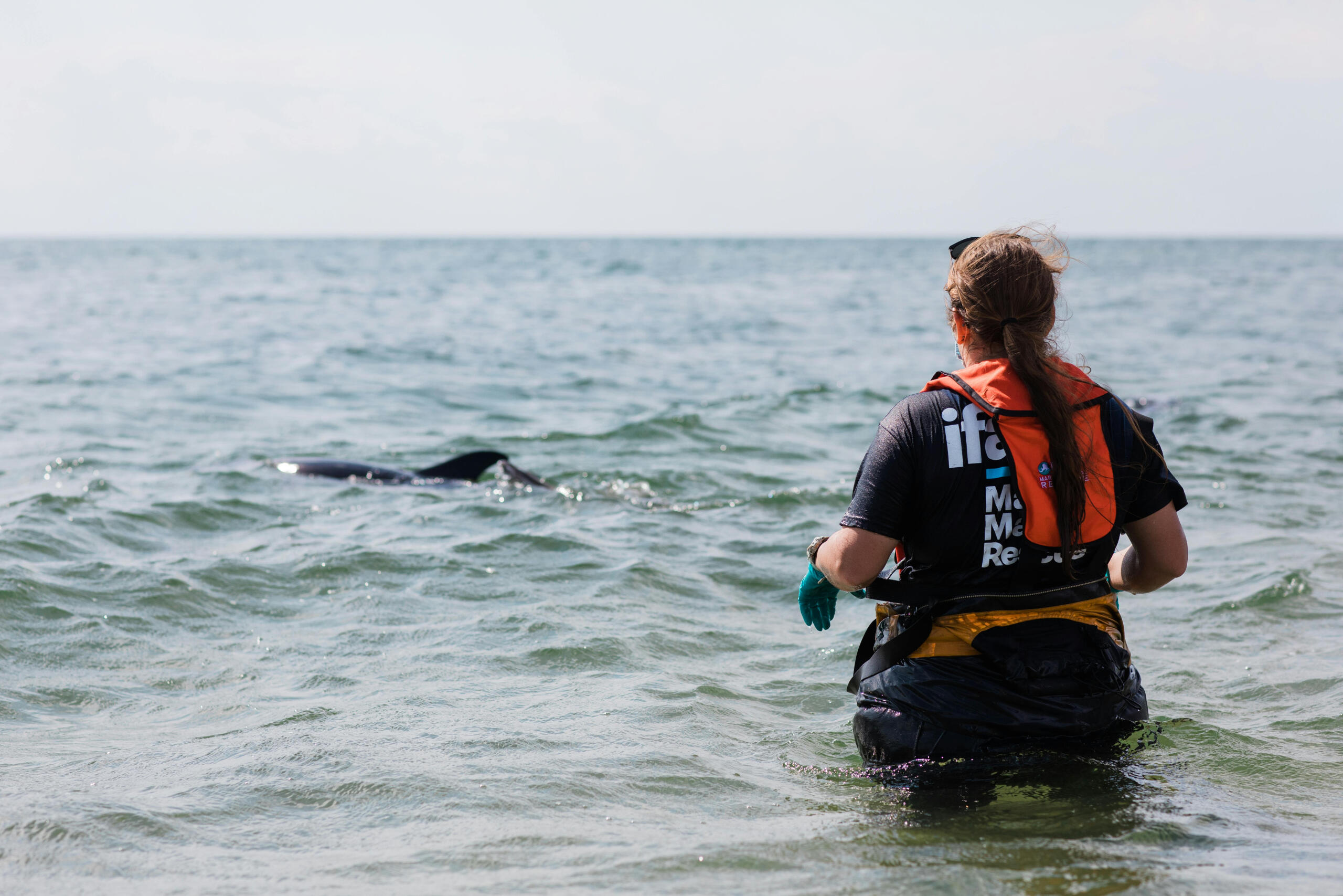 A marine biologist is investigating a species up close