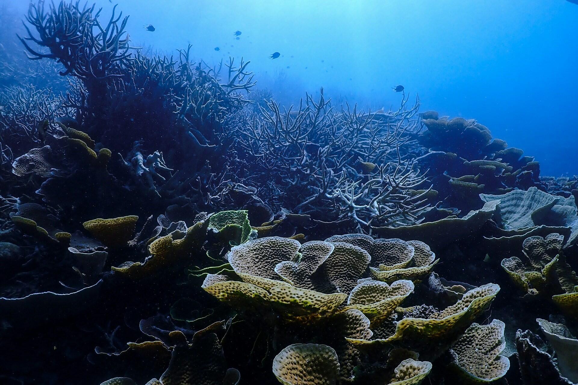 The great barrier reef.