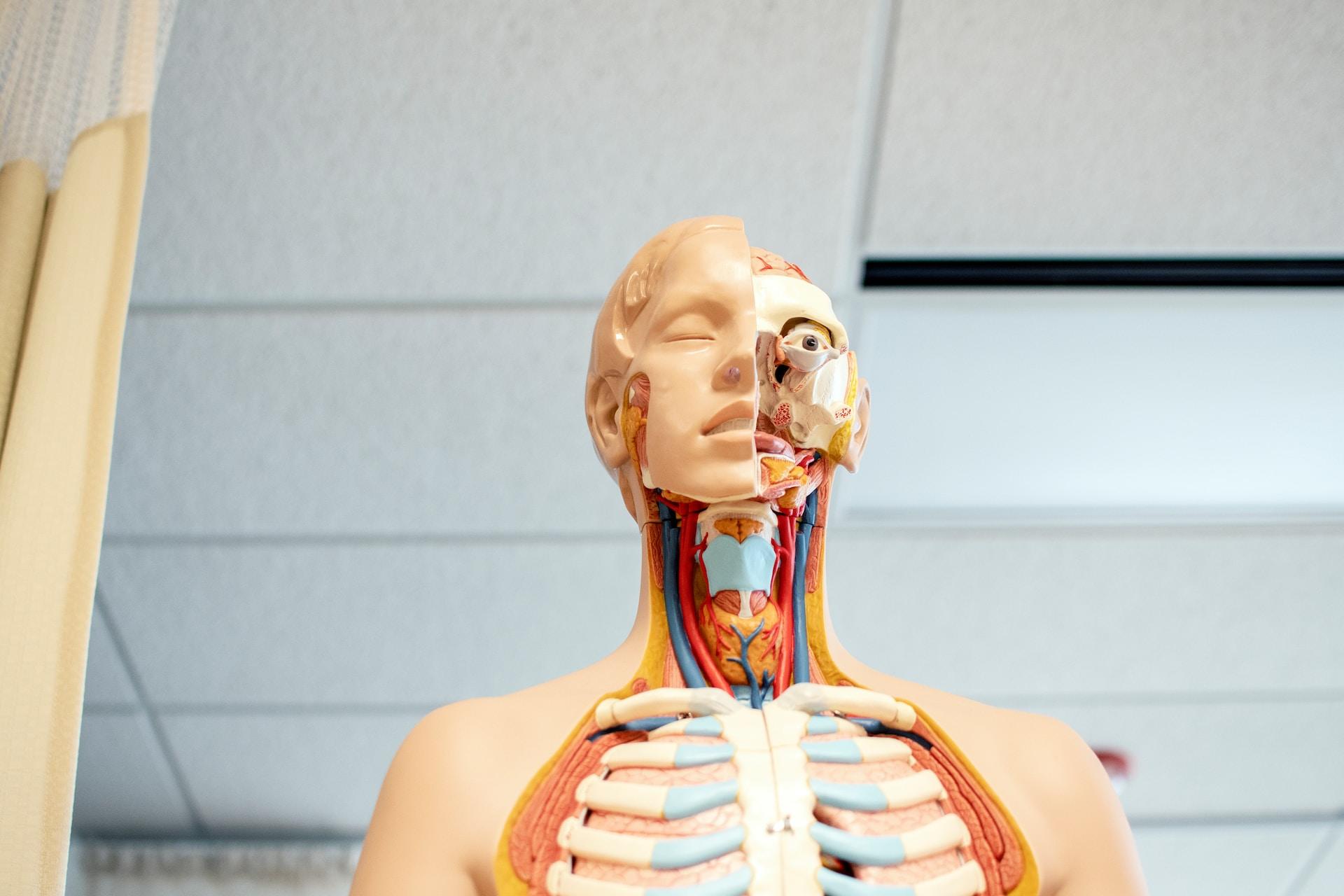 A model of the human anatomy.