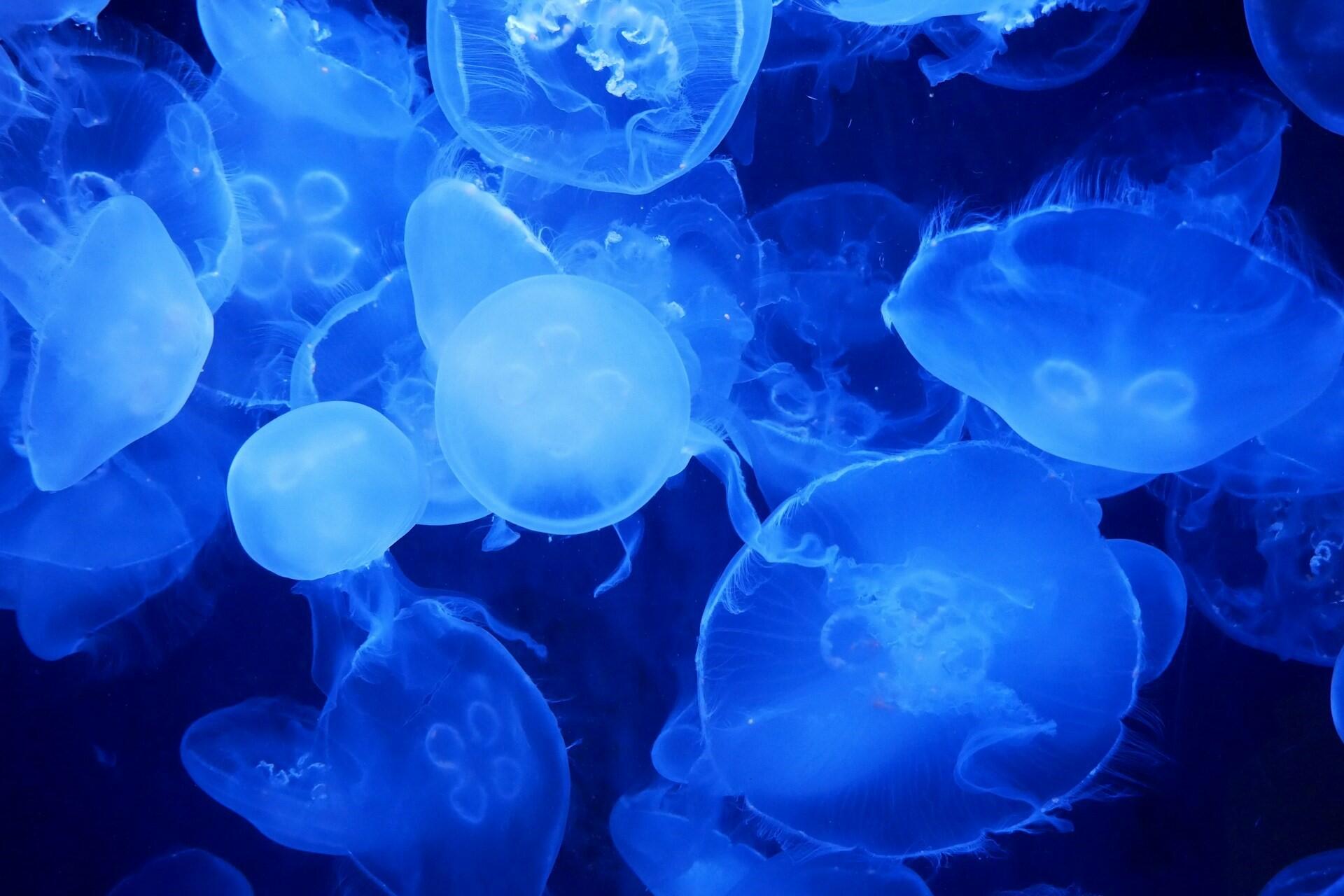 Blue jellyfish.