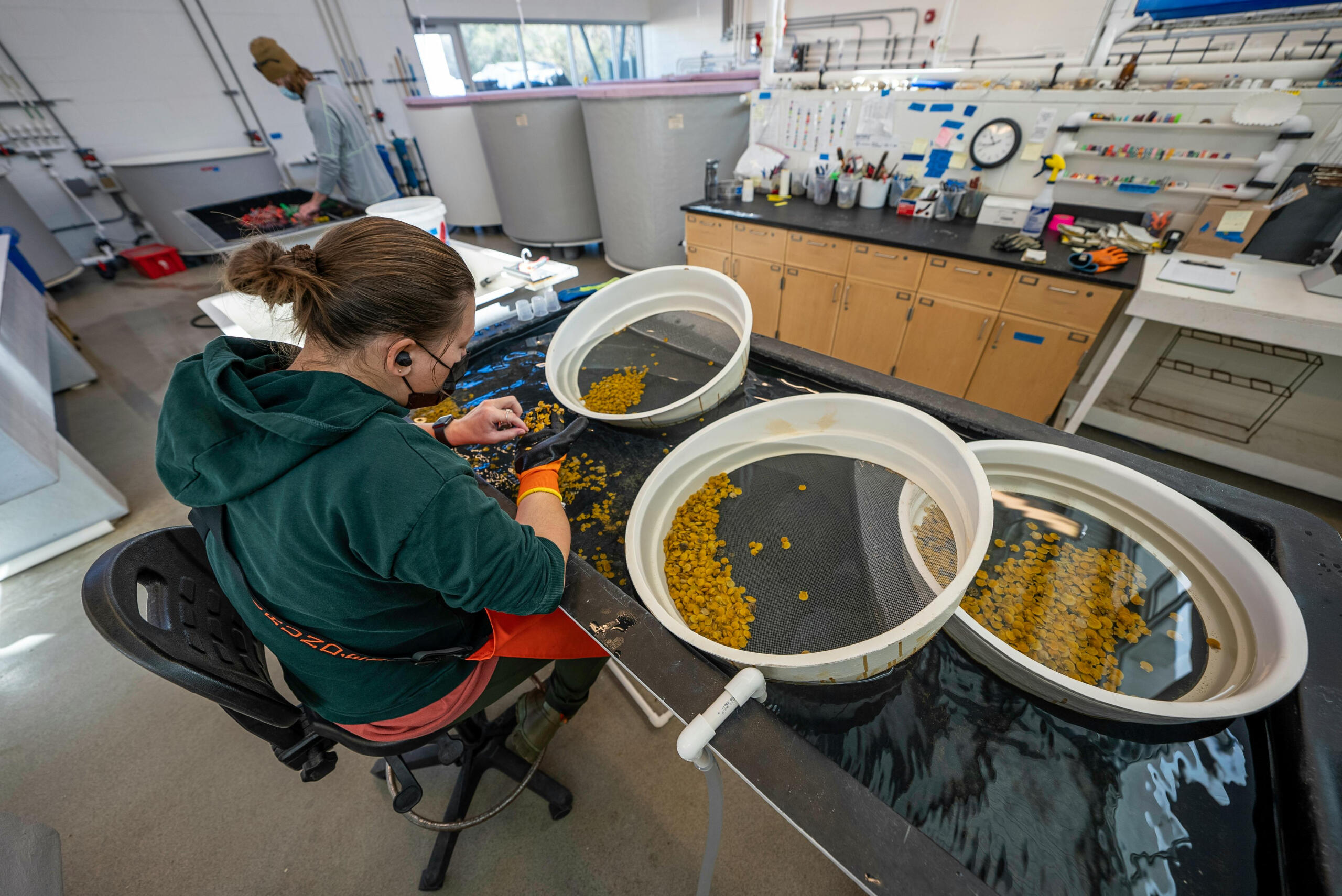 A marine biologist collecting data on an environment