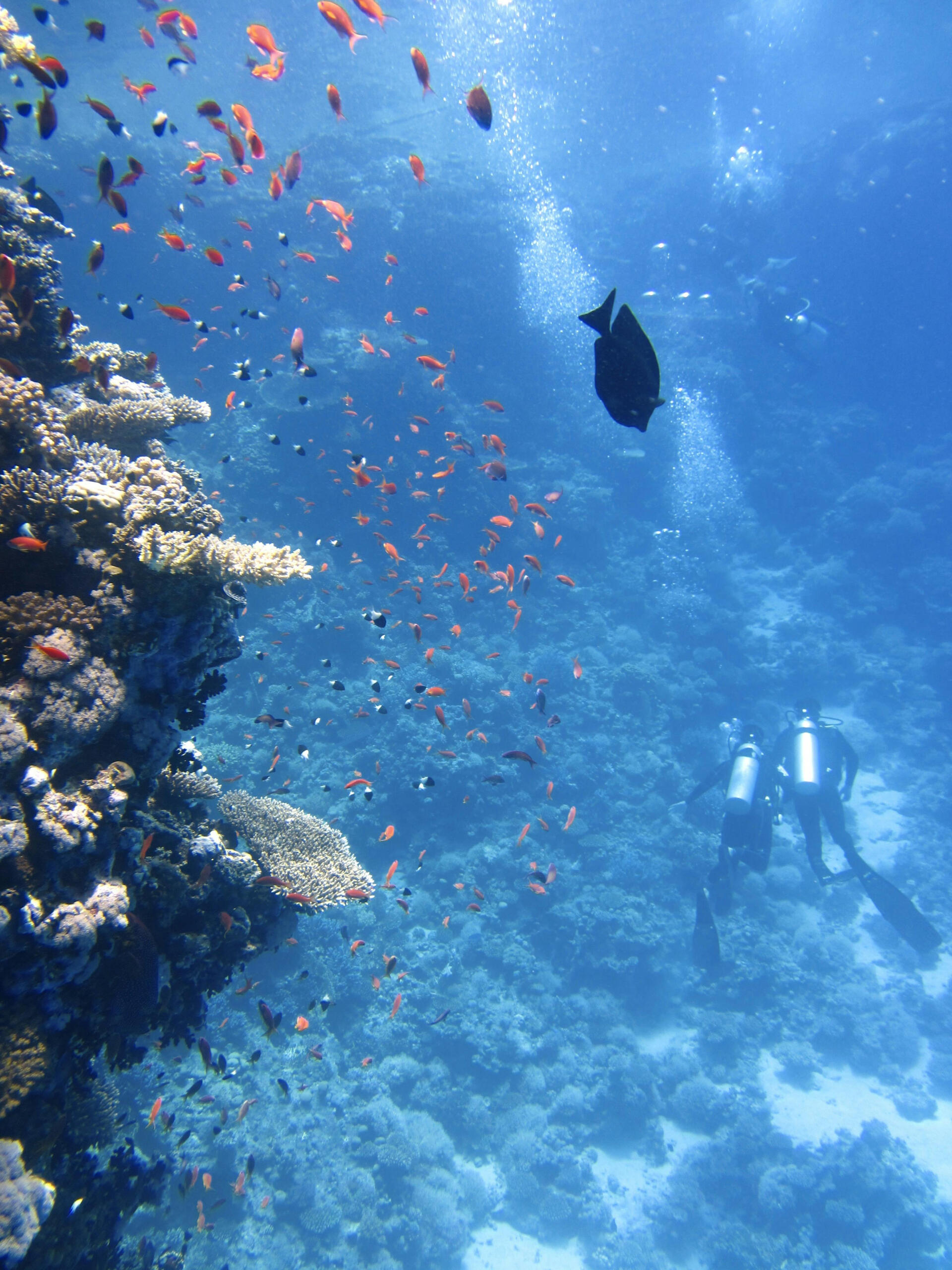 A fish is swimming above marine biologists 