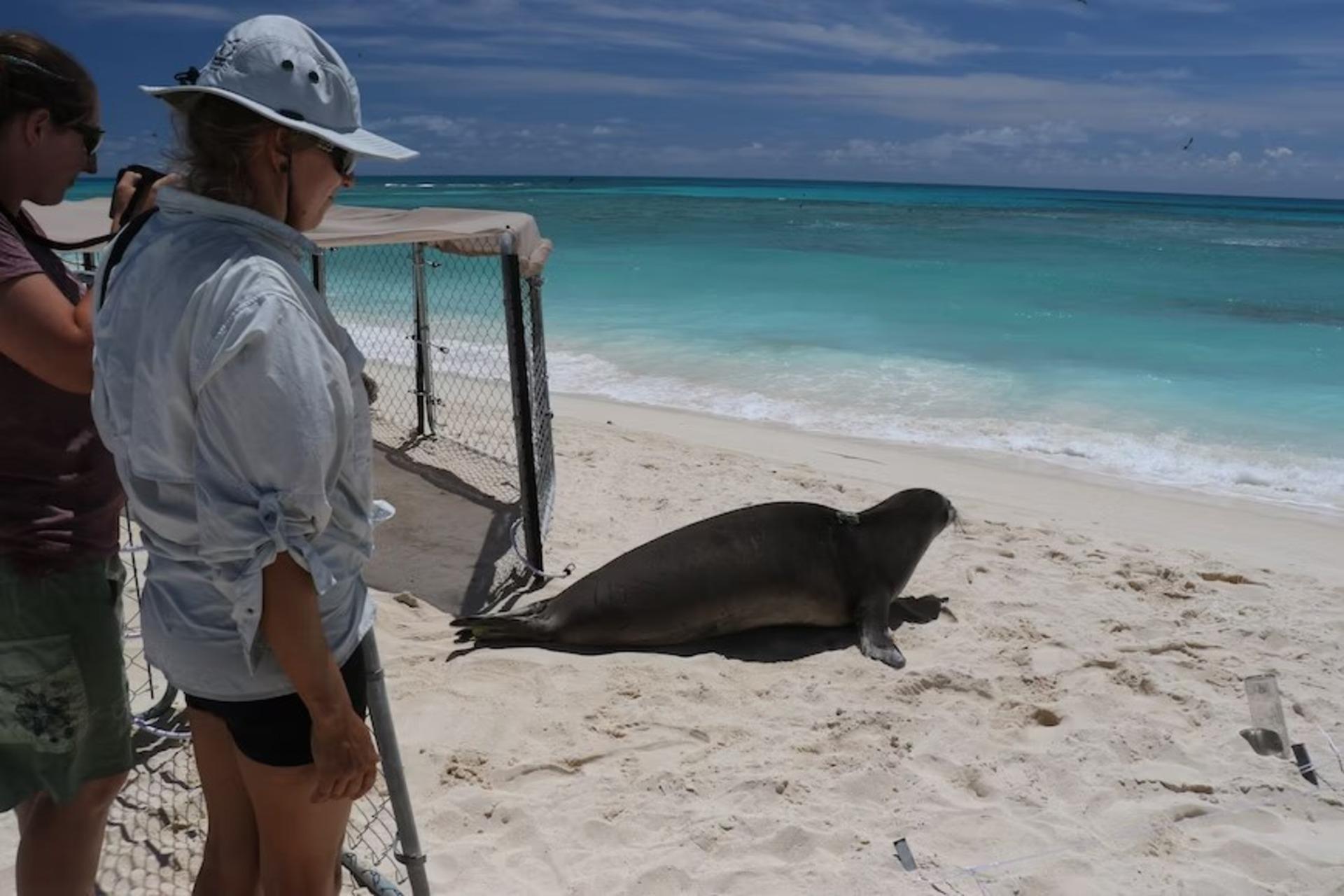 Marine biologists observe a marine creature on a beach.