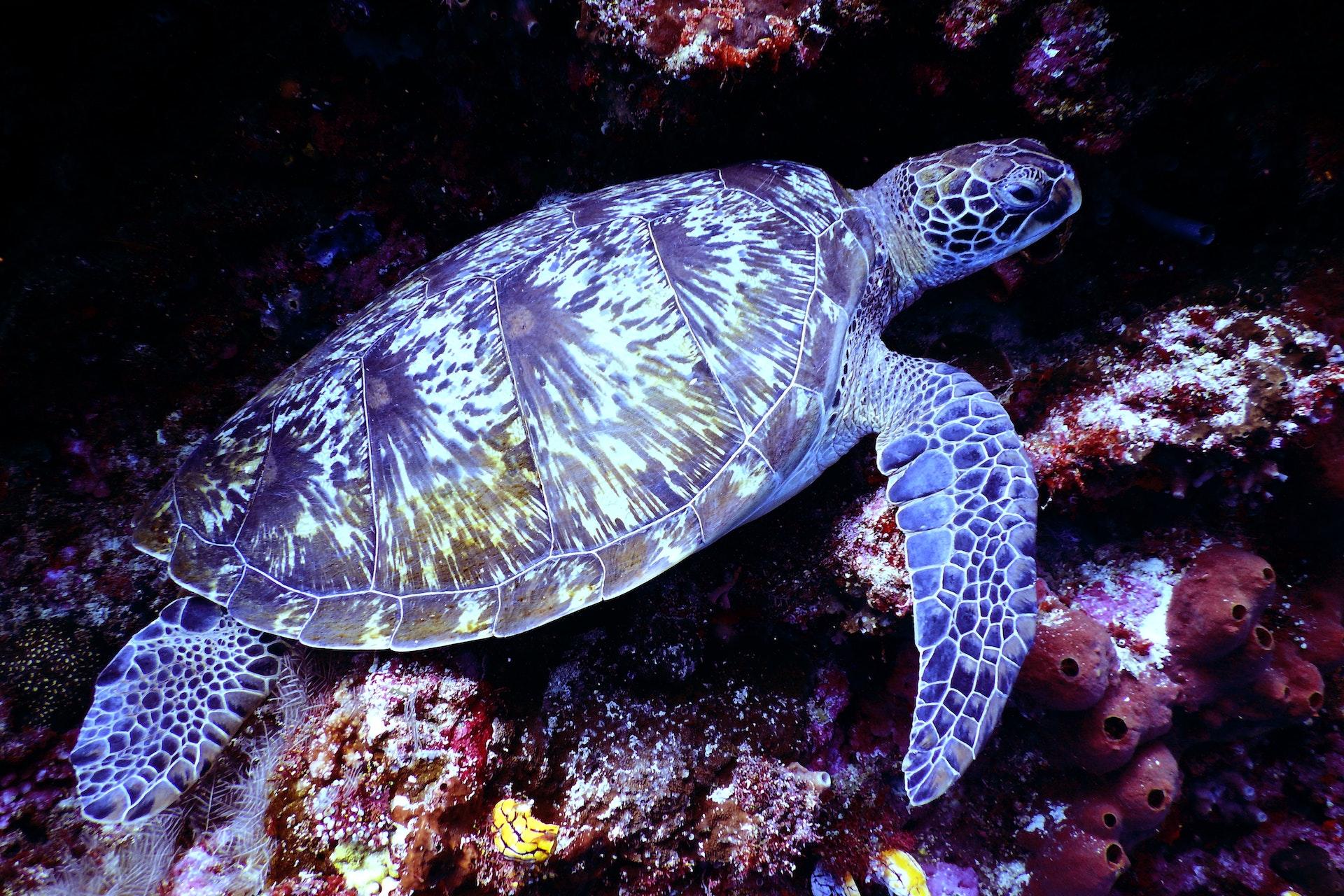 A turtle