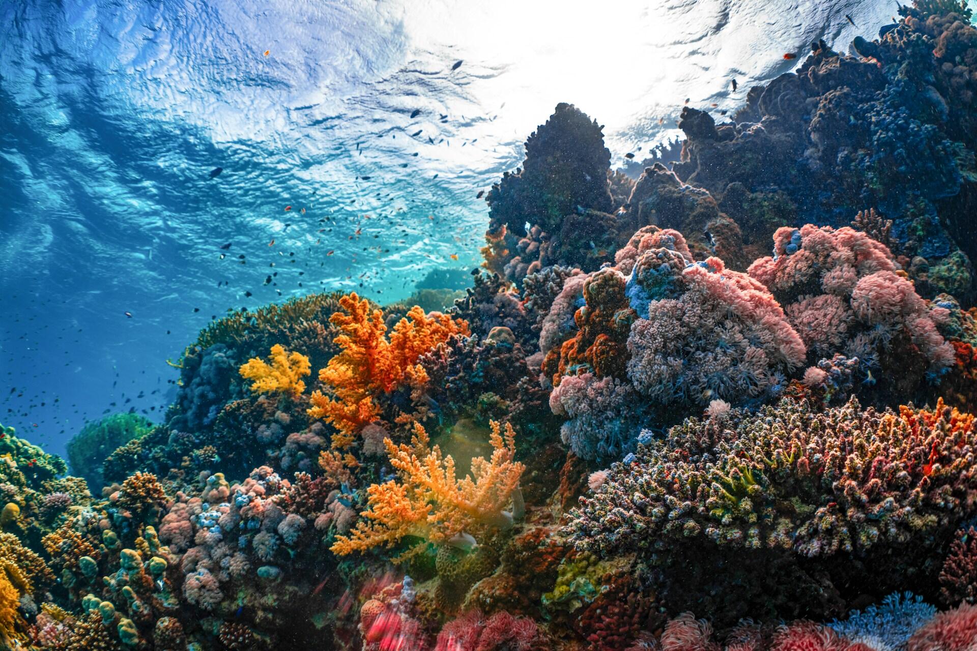 A reef near Saudi Arabia.