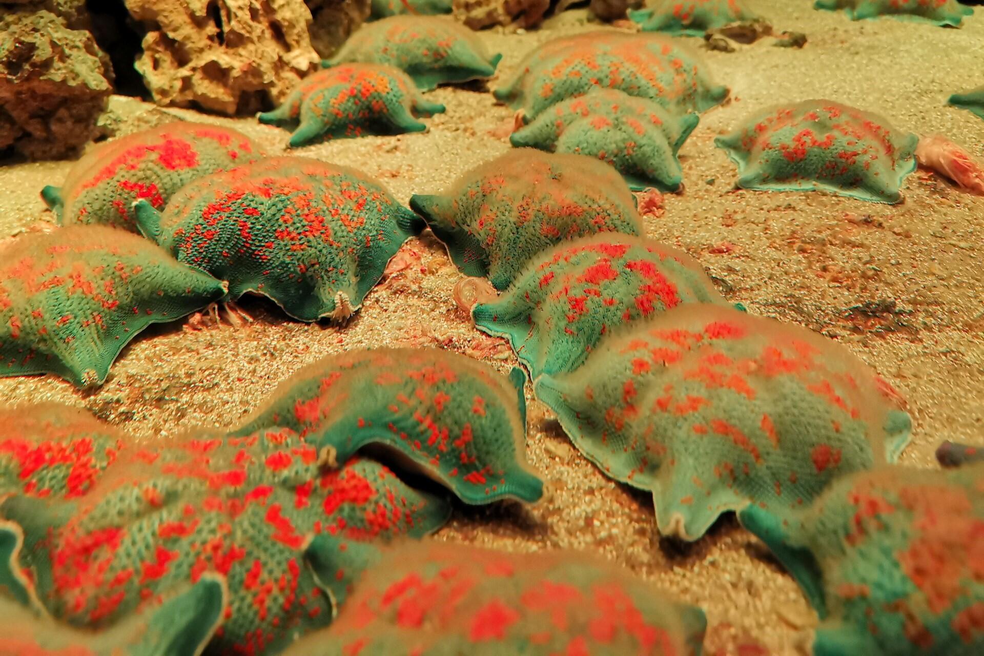 Sea creatures on the ocean floor.