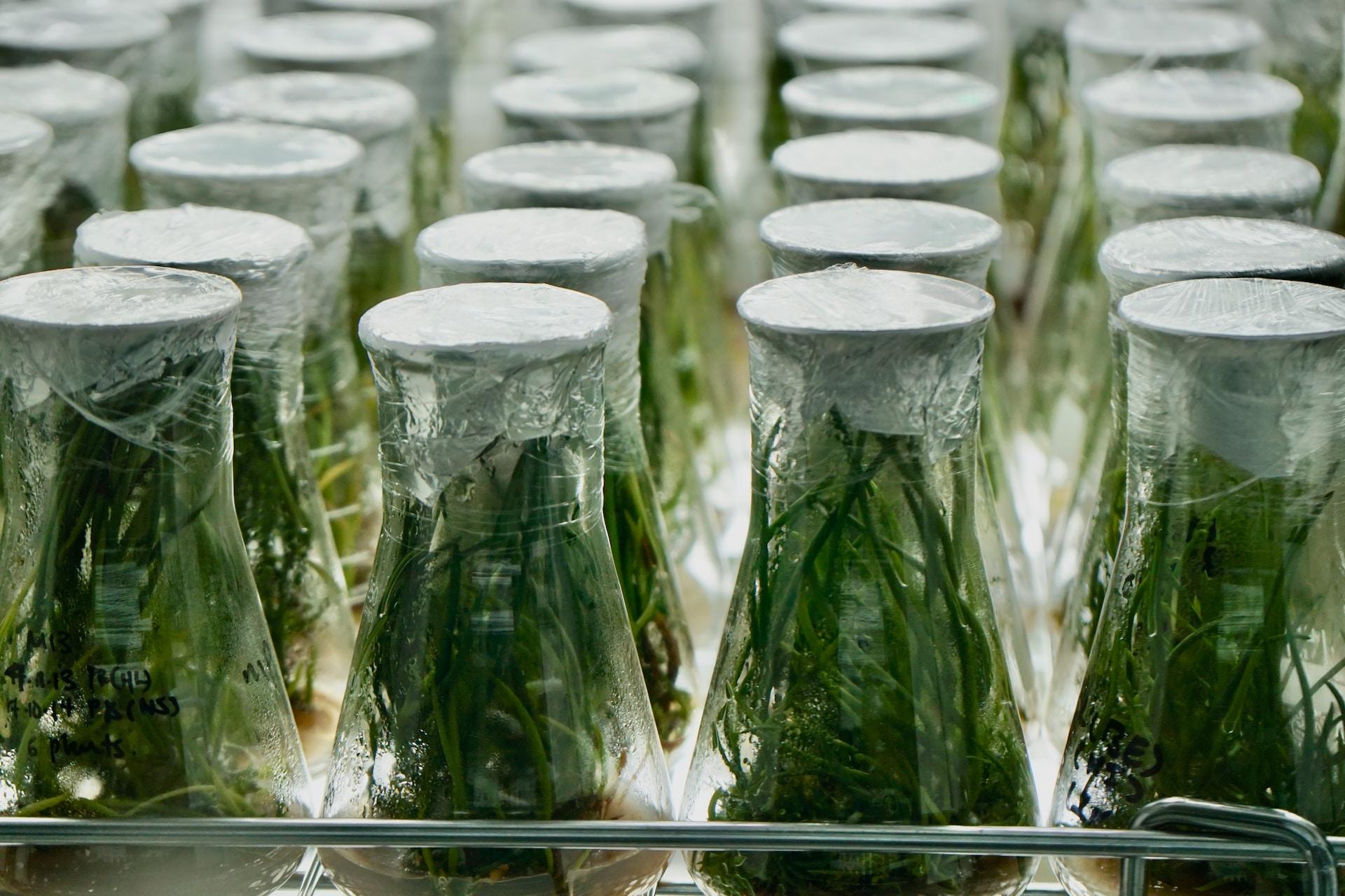 An array of beakers with plant samples growing inside.
