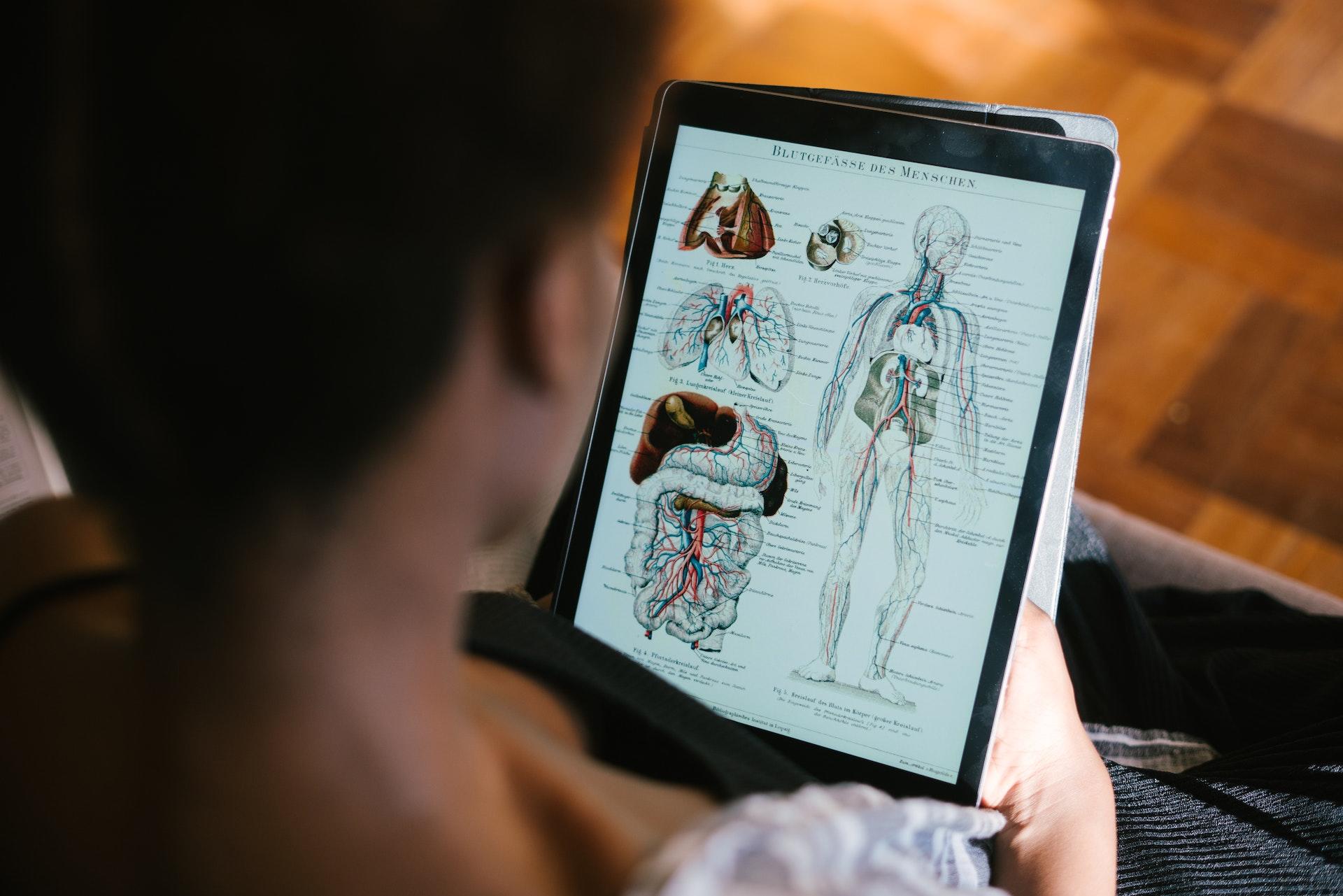 A student studies a detailed anatomy diagram on their tablet.