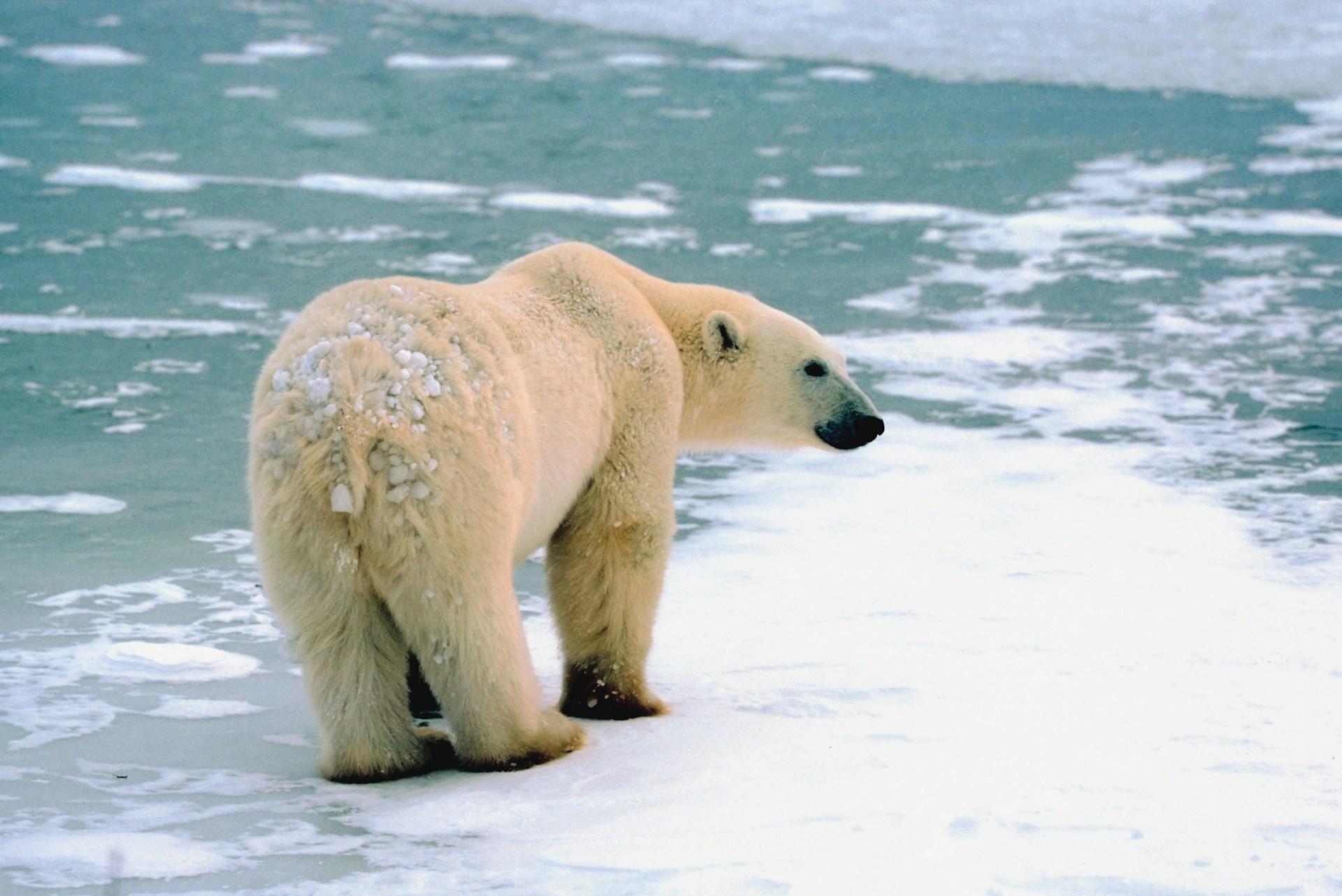 A polar bear on the ice