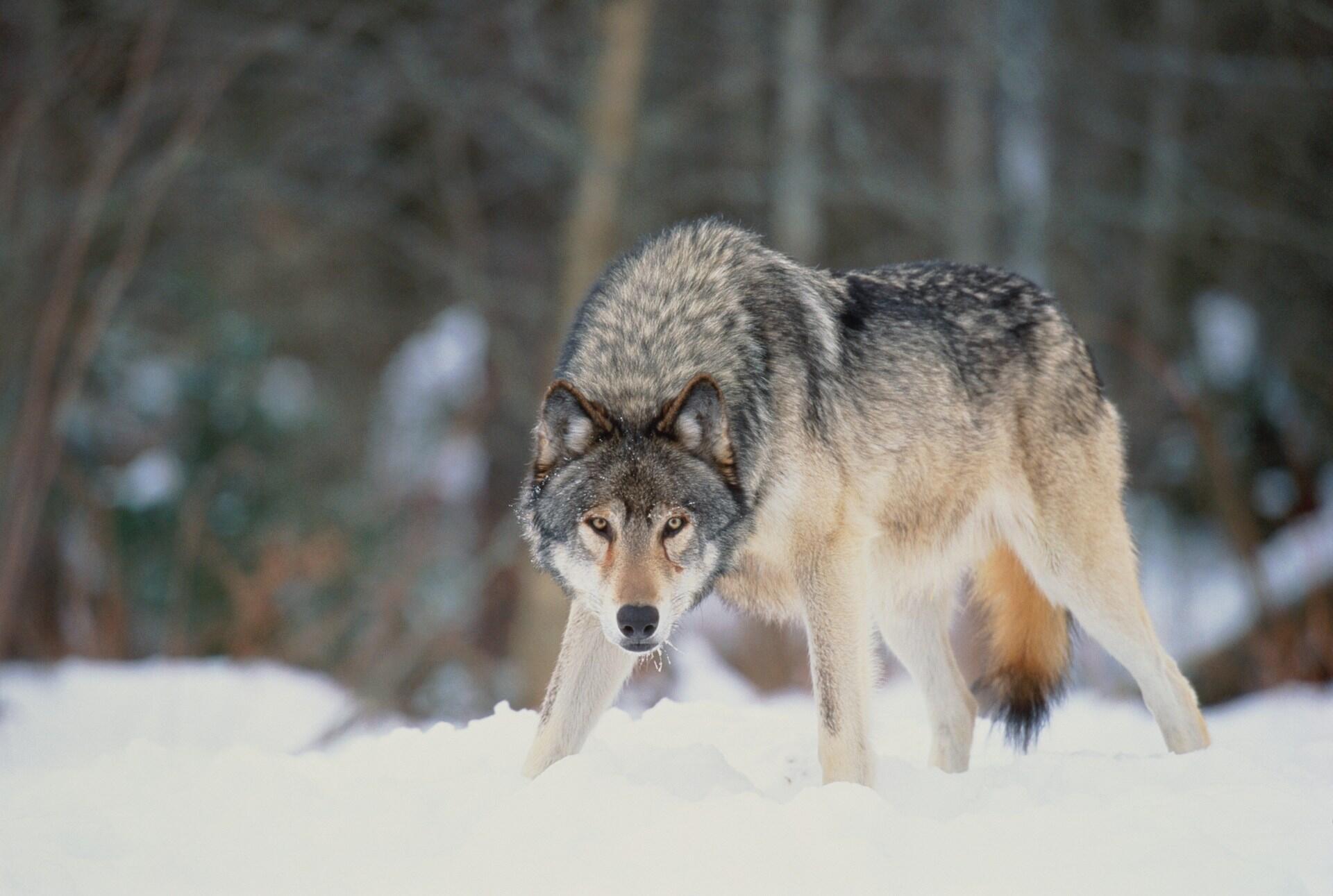 a wolf in the snowy wilderness