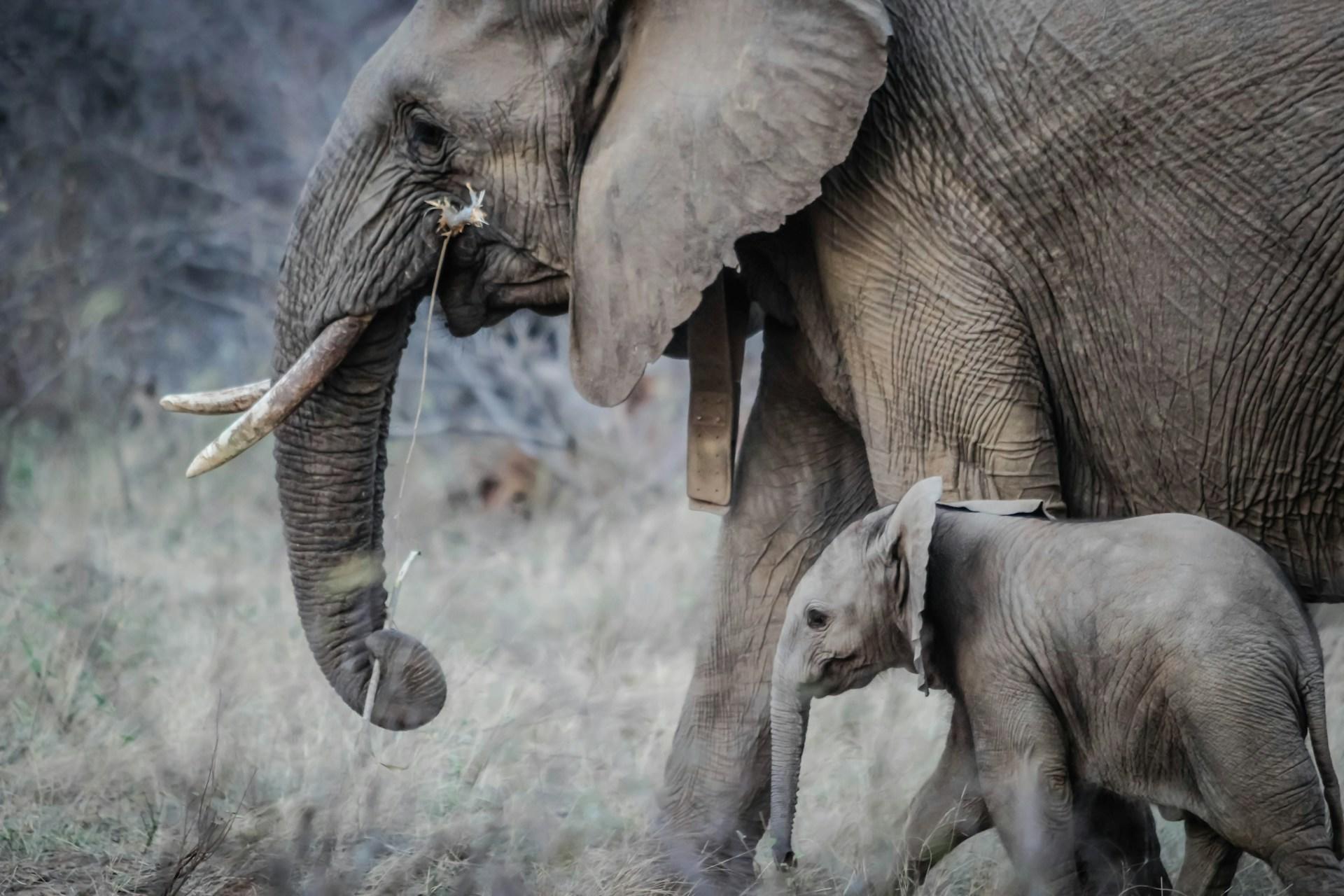 A mother elephant and her baby.