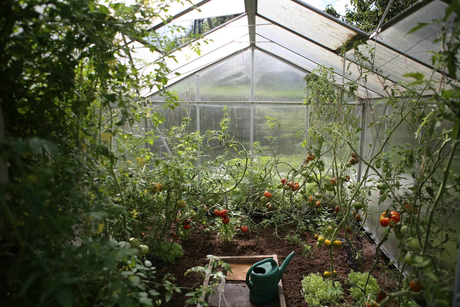 A greenhouse with tomatoes on the plants.
