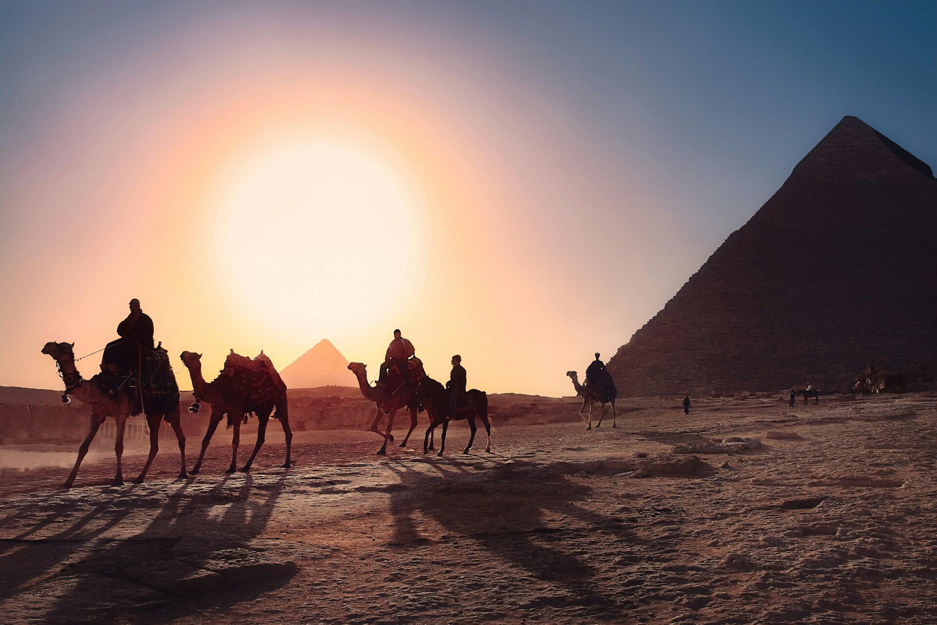 Some camels by the pyramids in Egypt.