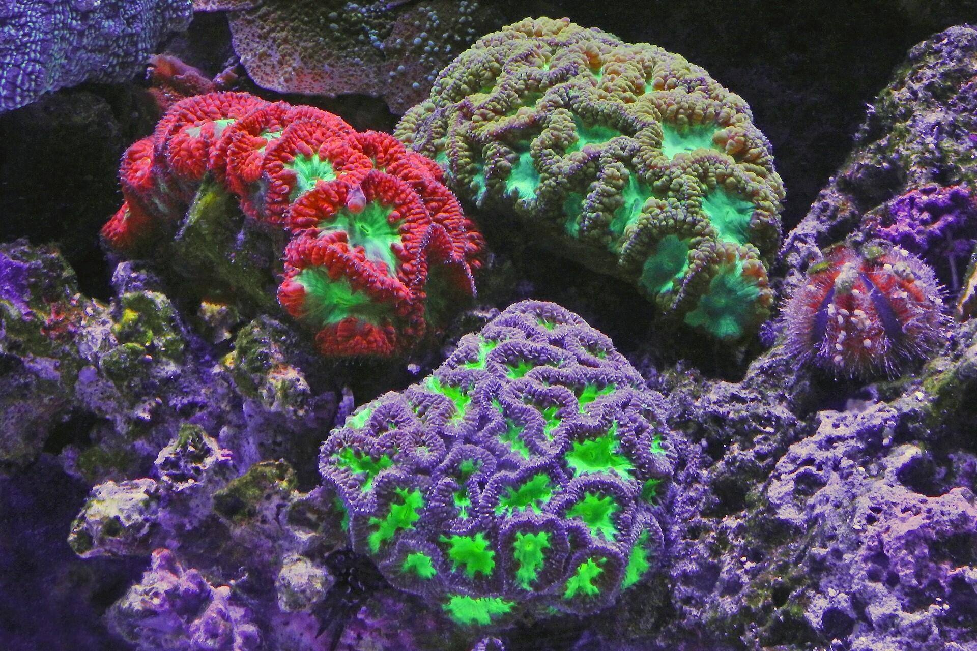 A series of colorful corals.