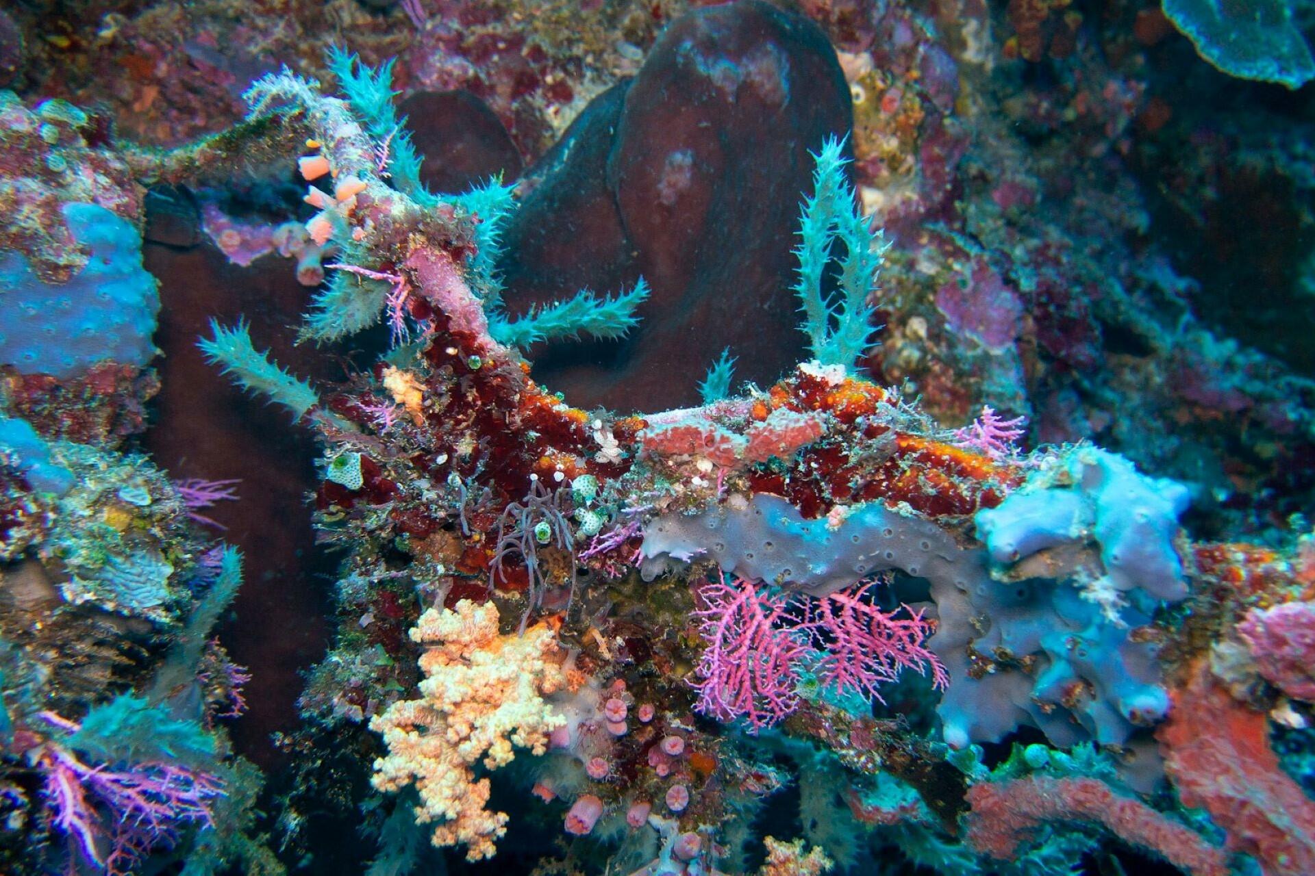 A closeup of colorful coral.