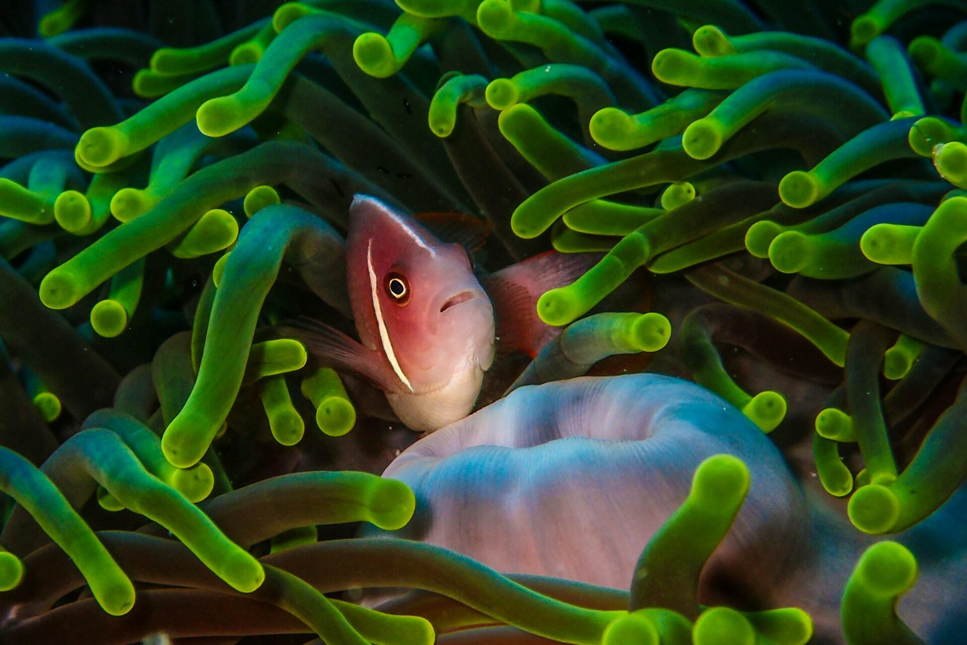 A fish in Wakatobi, Indonesia.