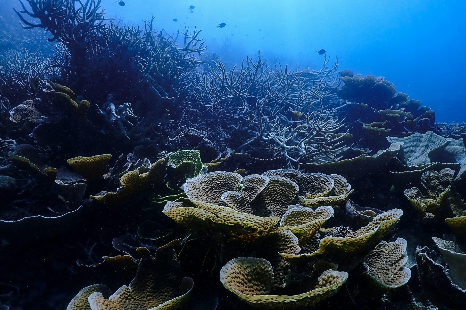 The great barrier reef.