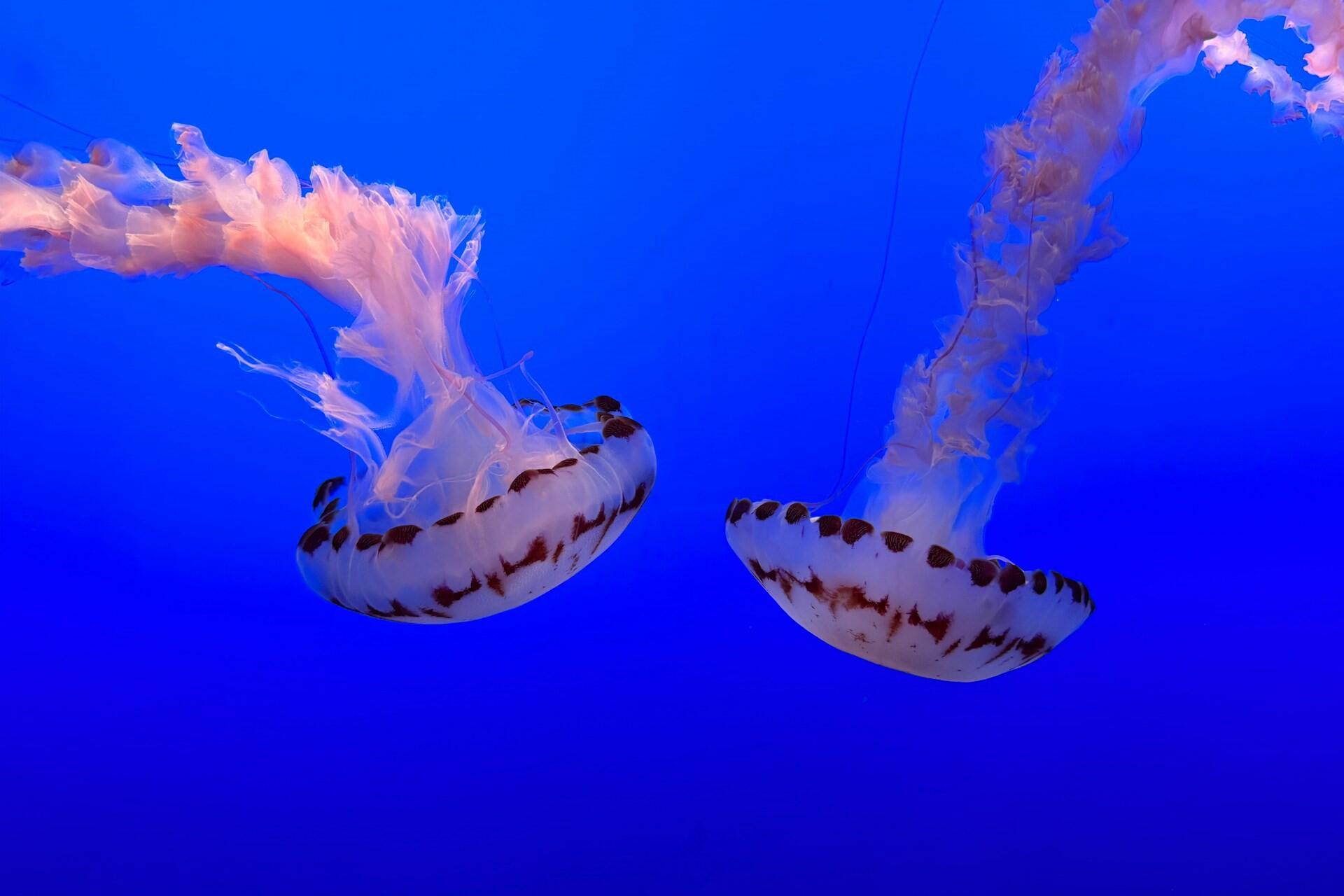 Jellyfish in Monterey, CA.