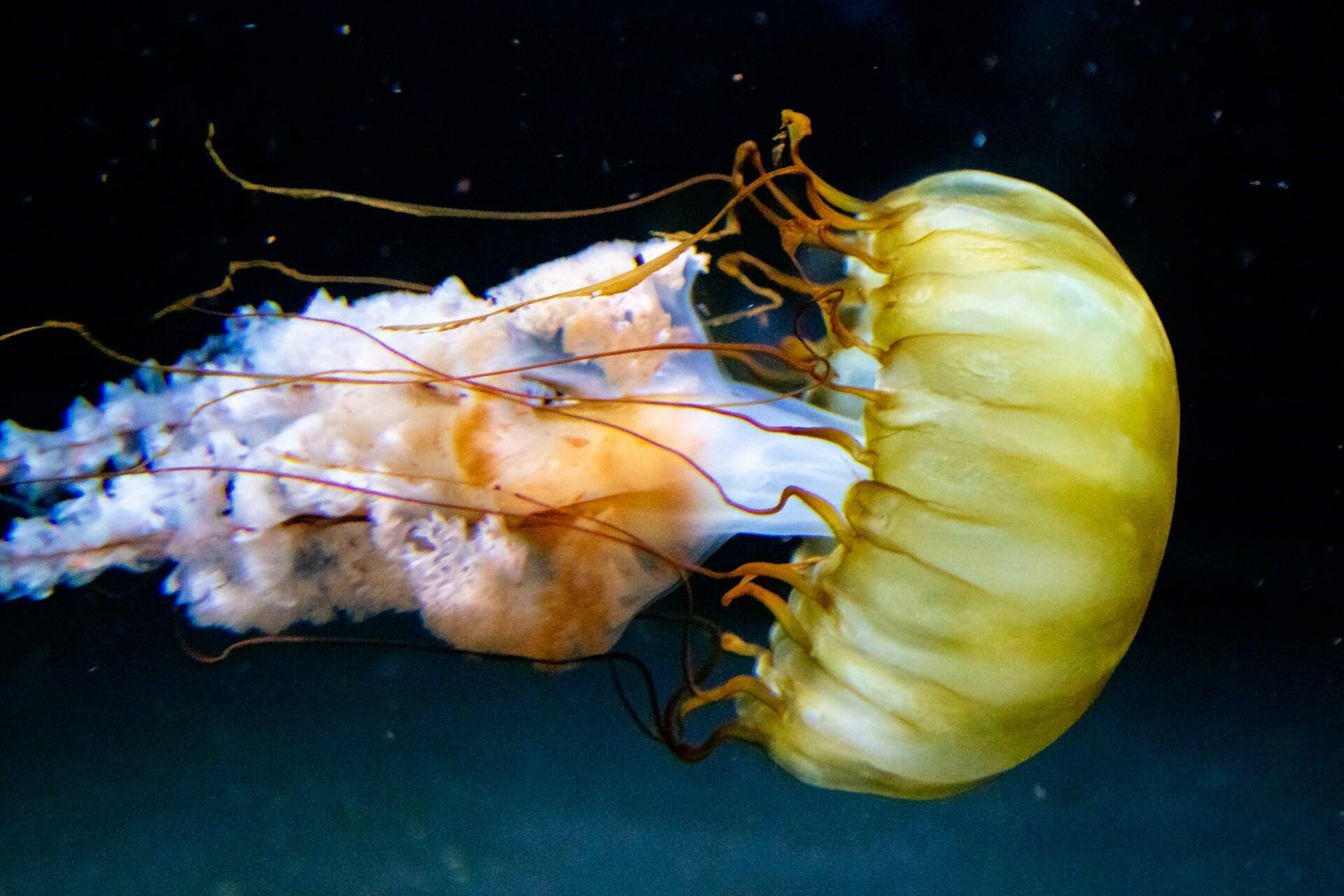 A jellyfish swimming.