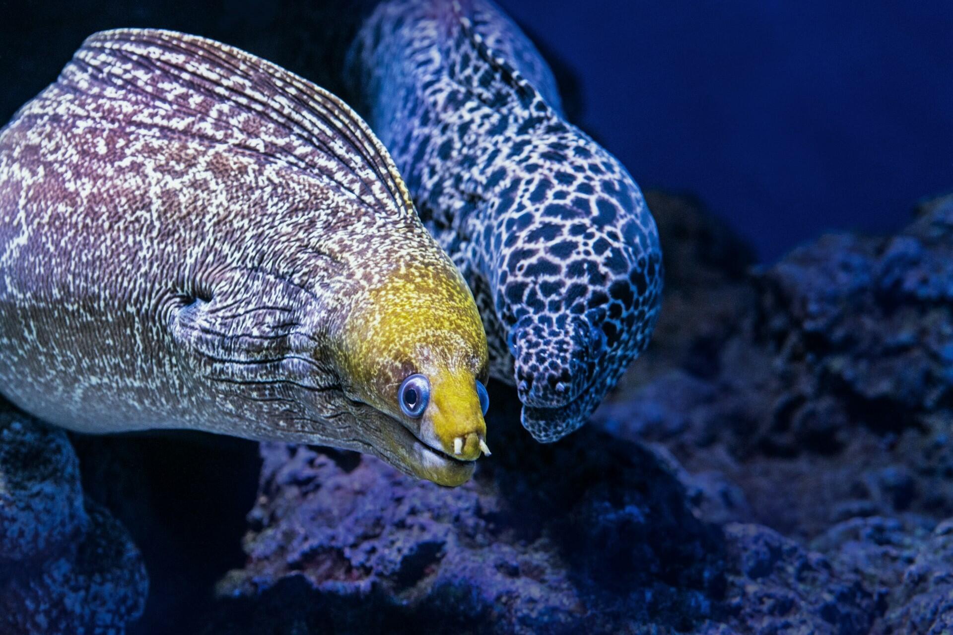 Moray eels in Australia.
