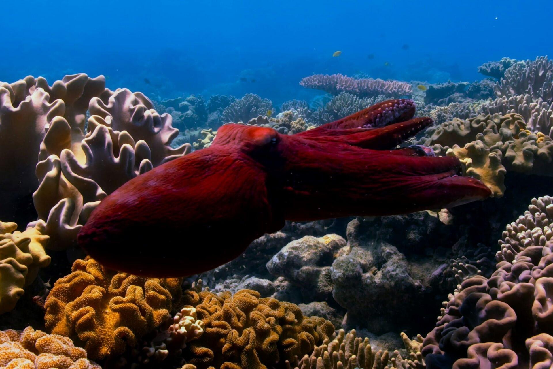 A red octopus.