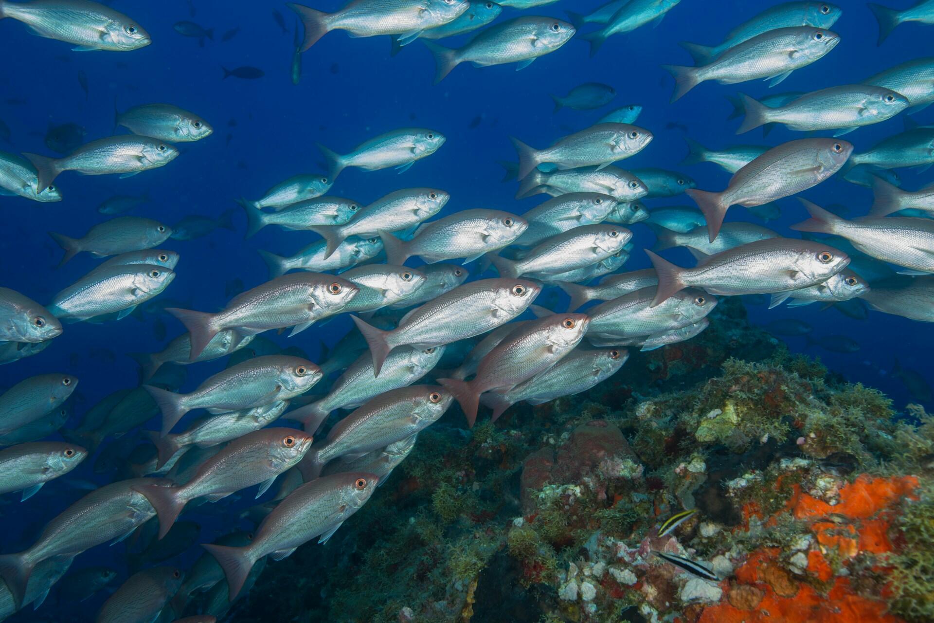 A school of vermillion snapper.