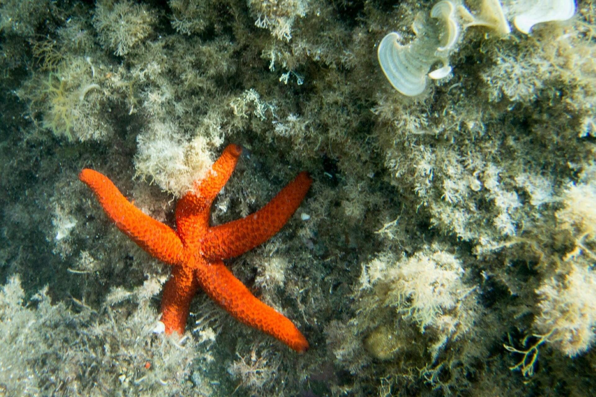 A starfish in Costa Brava, Spain.