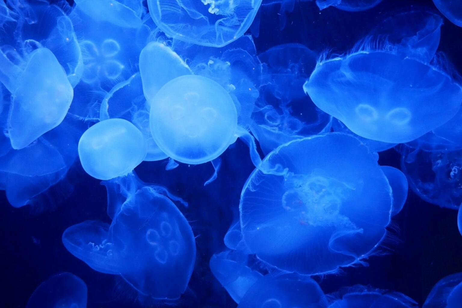 The Top Marine Biology Colleges in California