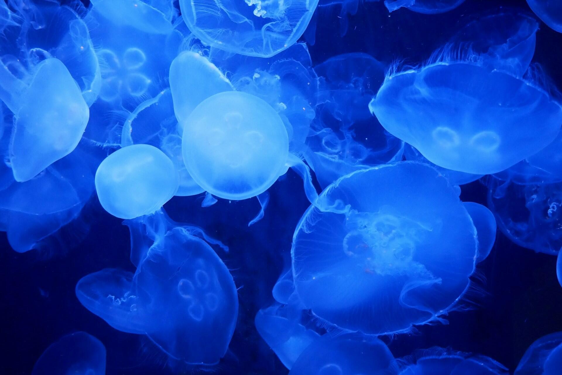 White jellyfish in California.